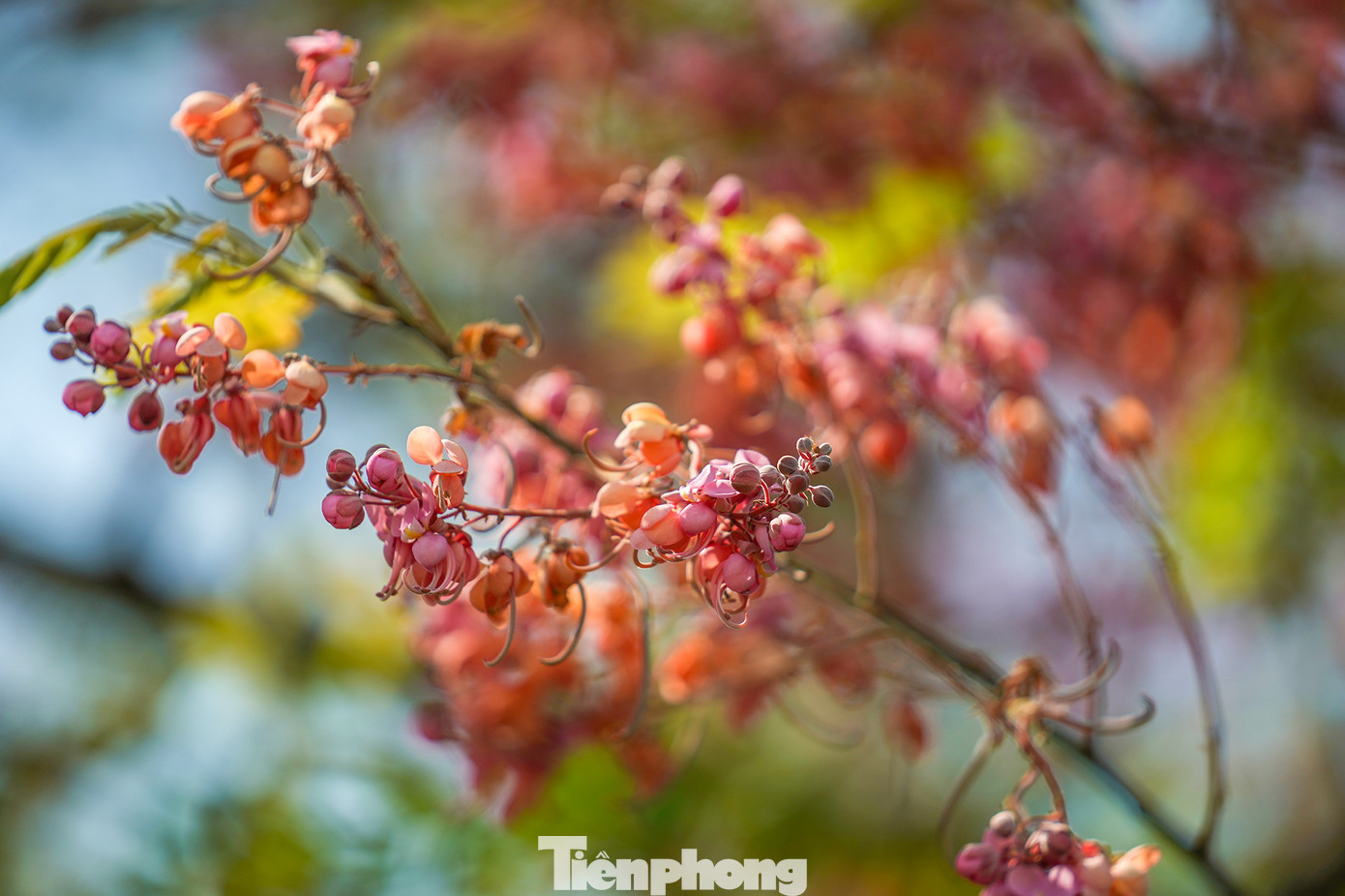 Cây ô môi có nguồn gốc từ các nước Nam Mỹ, được trồng ở nhiều quốc gia, chủ yếu để làm cảnh vì hoa đẹp và cho bóng mát. Ở Việt Nam, ô môi chủ yếu được trồng ở các tỉnh phía Nam.