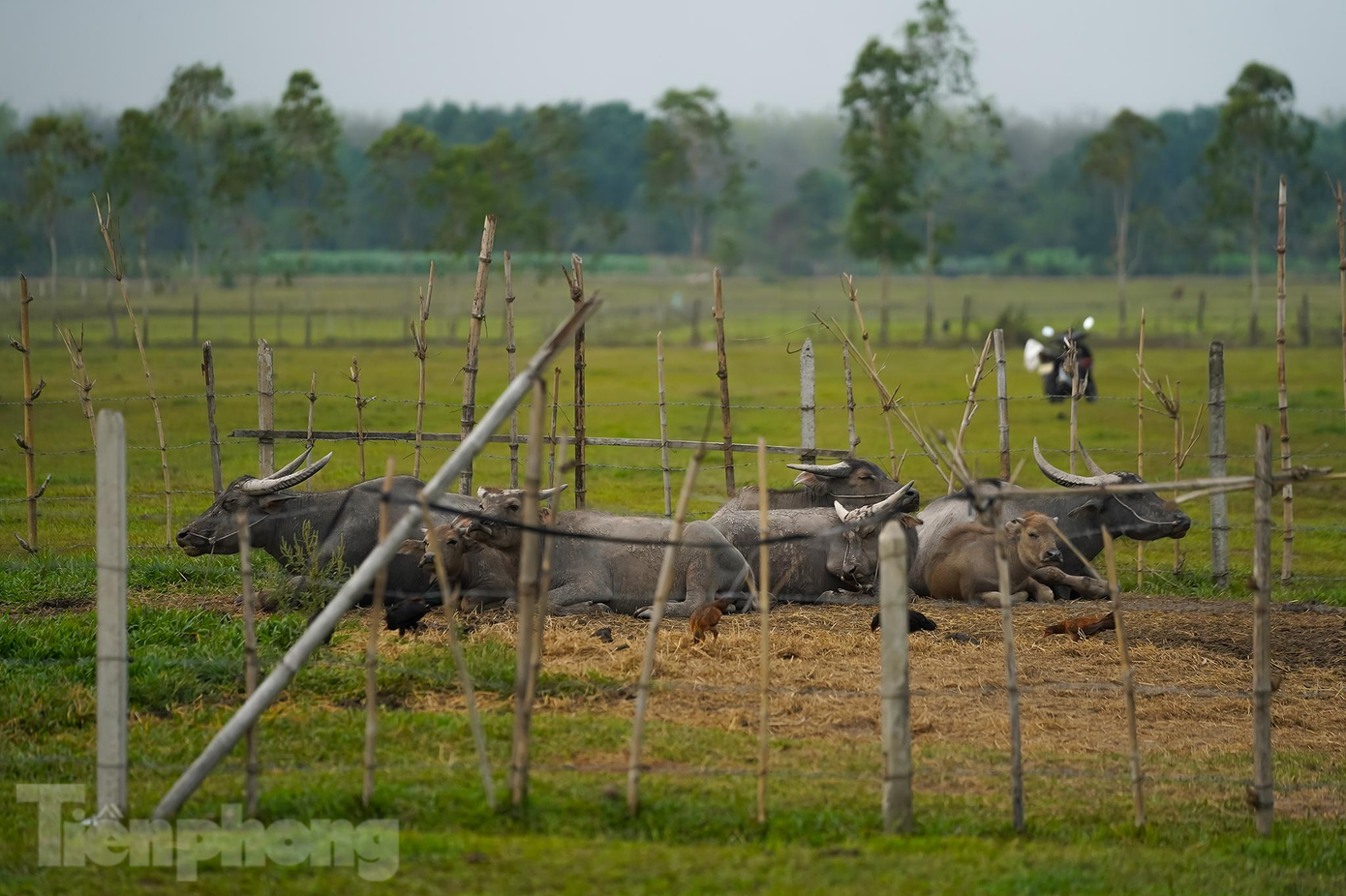 Dự án thành nơi người dân tận dụng chăn thả gia súc.