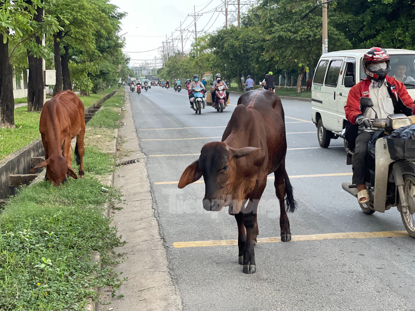&quot;Nhiều lúc dồn ứ xe cộ chỉ vì nhường đường cho cả đàn bò. Người đi đường cũng không biết làm sao, bấm còi xong thấy mấy con bò giật mình, chạy hoảng thì không dám bấm nữa, từ từ len qua thôi&quot;, ông Tuấn, bán trái cây trên đường số 7 (xã Vĩnh Lộc A, huyện Bình Chánh) kể.
