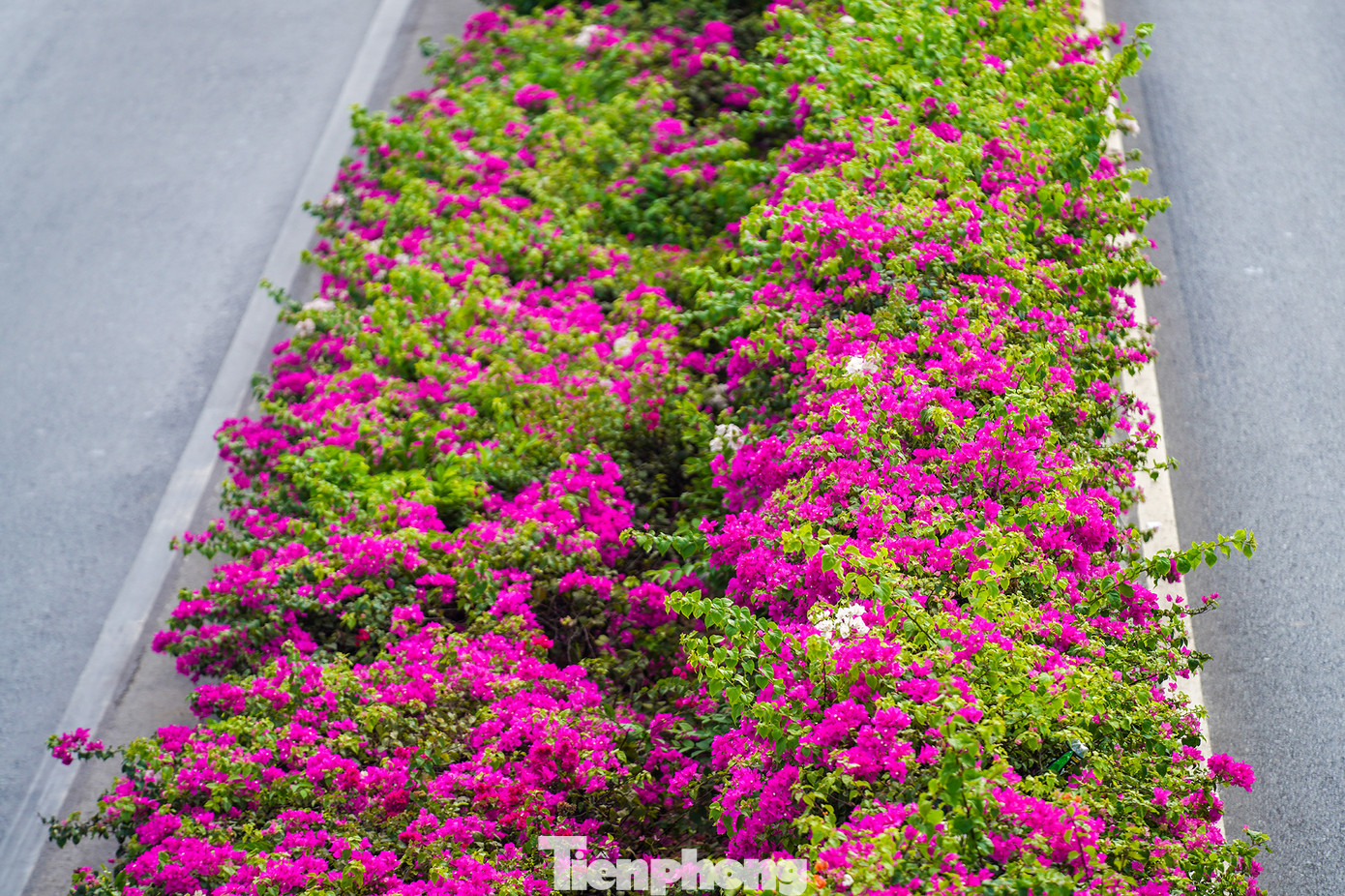 Khi hoa giấy nở rực rỡ thì cũng là lúc mùa hè nắng nóng đến.