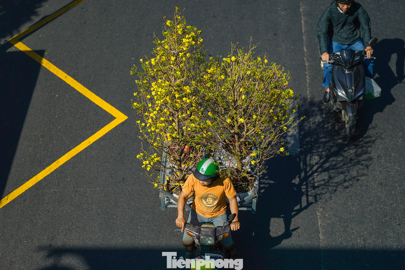 Những chuyến hàng vận chuyển mai vàng "hoành tráng" như thế này chỉ đếm trên đầu ngón tay ở khu vực chợ hoa công viên Hoàng Văn Thụ.