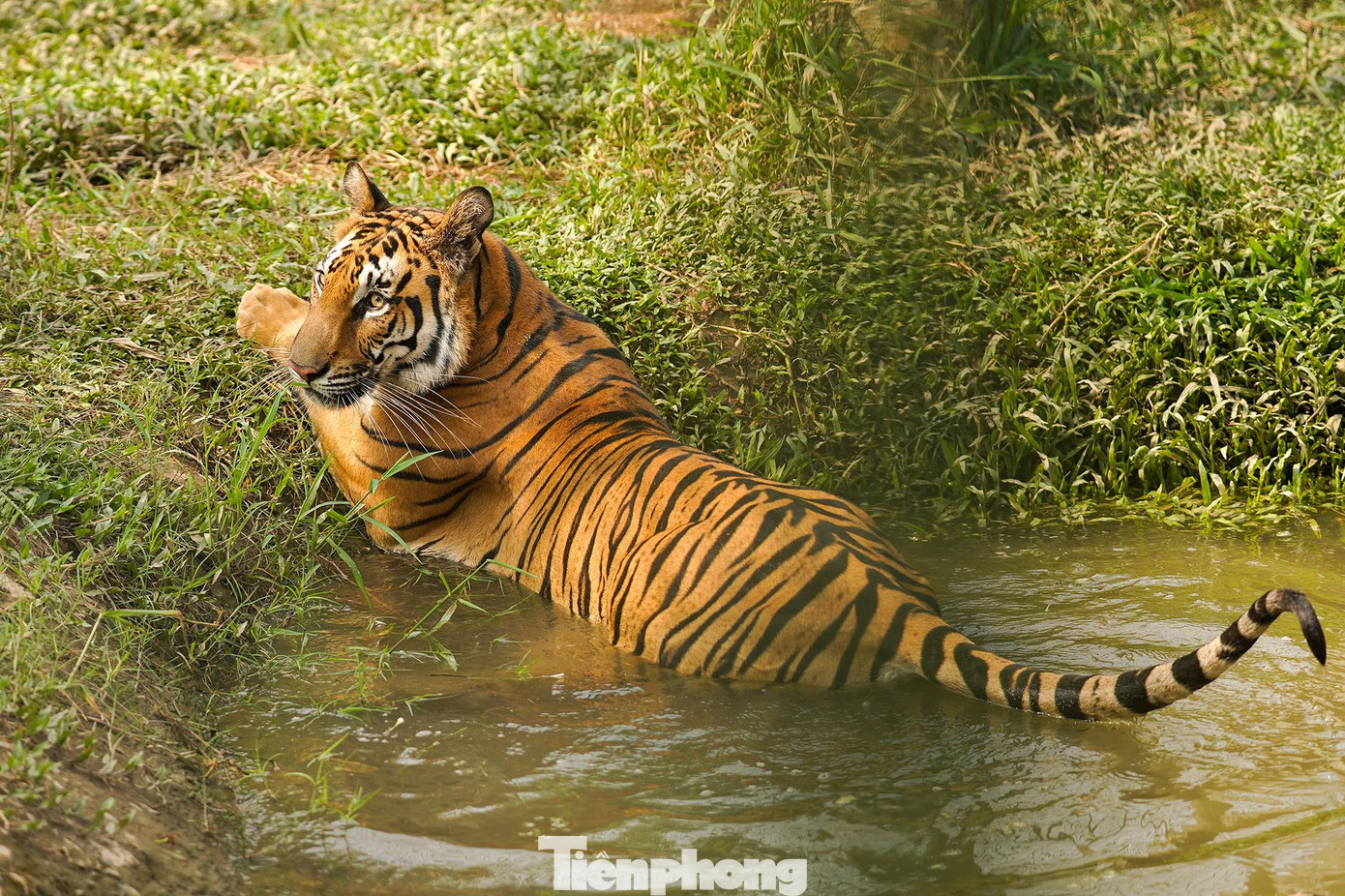 Trong vườn thú, có một không gian bán hoang dã dành cho cá thể hổ Belgan.