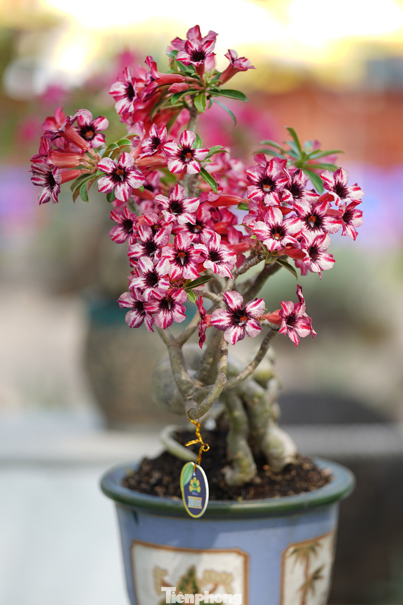 Họa tiết sặc sỡ của giống sứ Cần Giuộc 71 thu hút mọi ánh nhìn của du khách. Họa tiết sặc sỡ của giống sứ Cần Giuộc 71 thu hút mọi ánh nhìn của du khách.