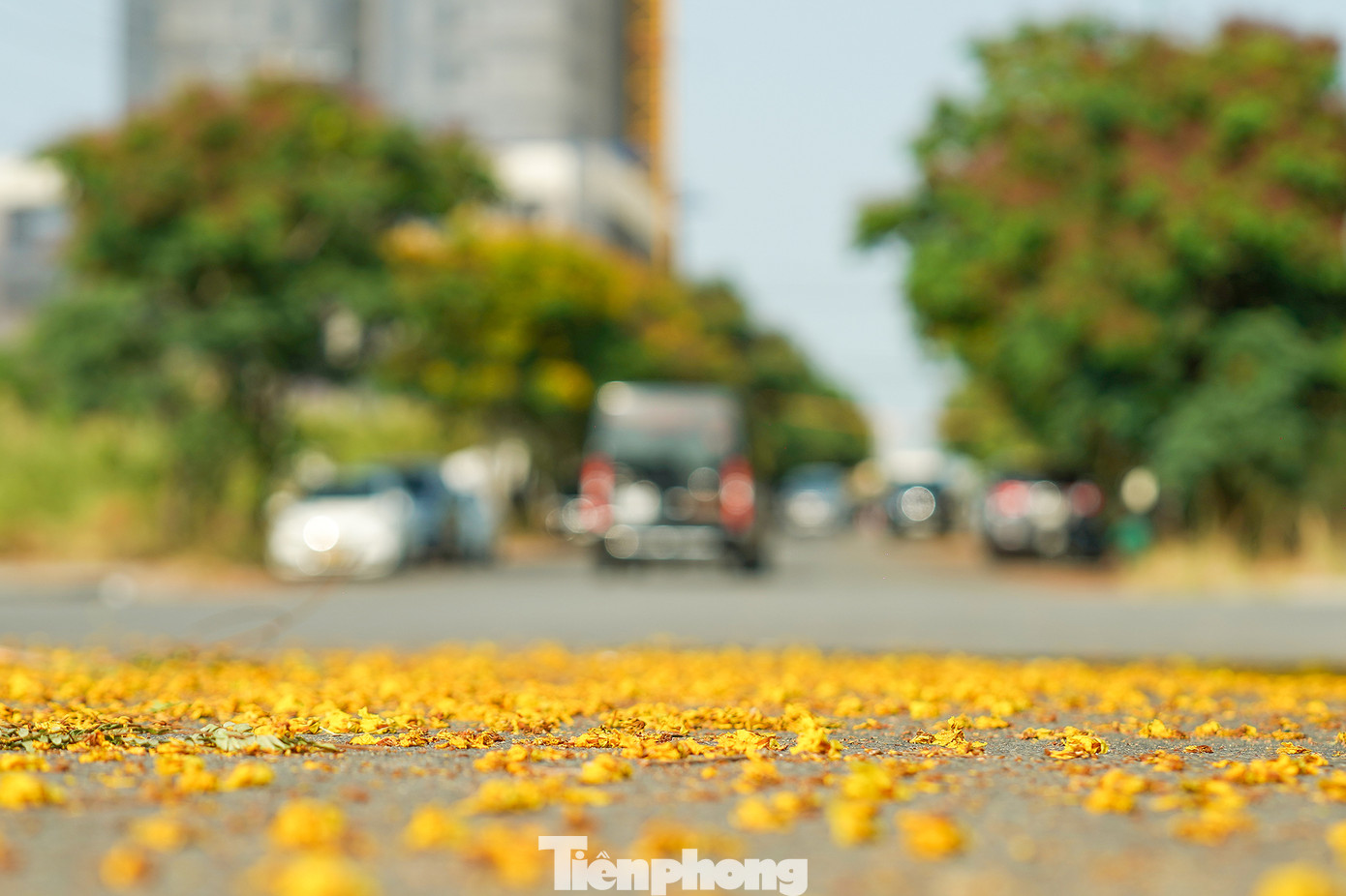 Những cánh hoa rơi đầy khắp mặt đường như trải một tấm thảm hoa rực ánh vàng.