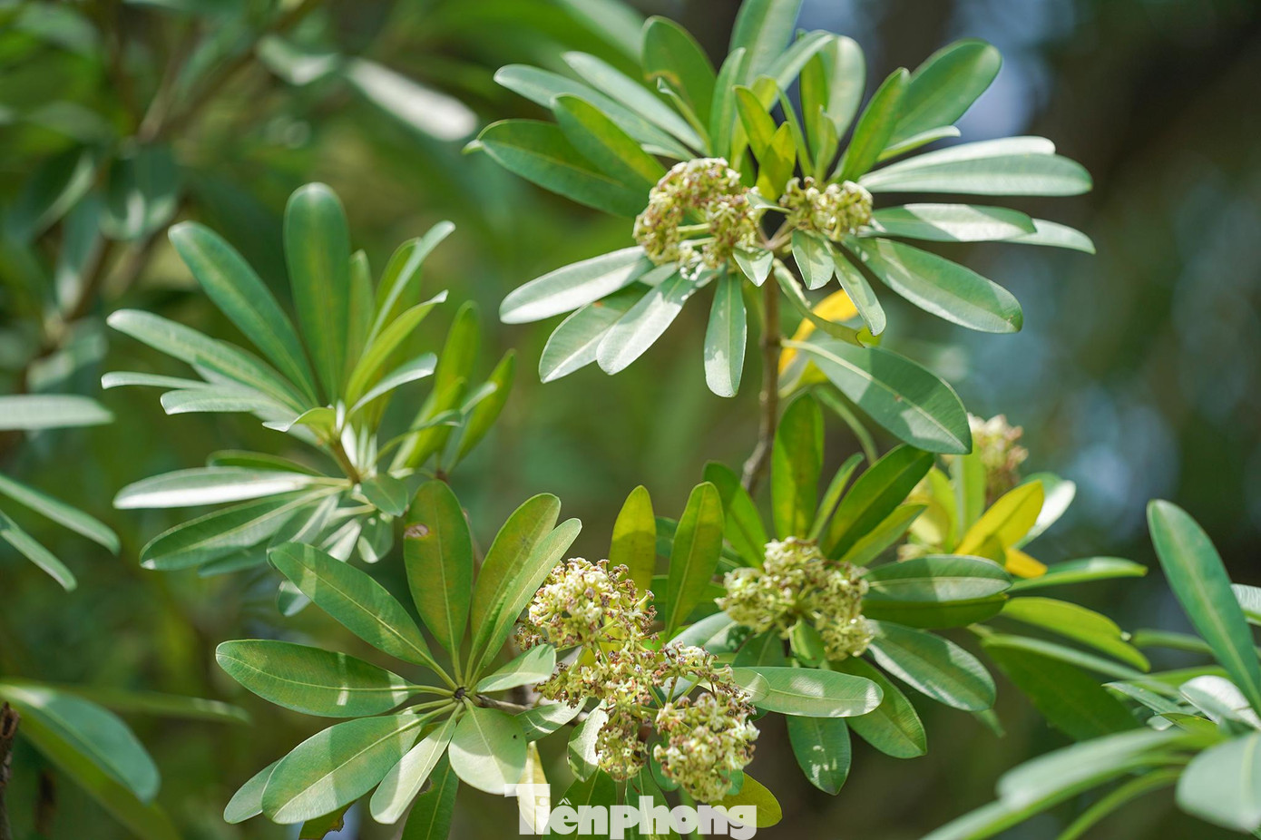 Tìm kiếm thông tin về hoa sữa ở TPHCM trên các công cụ tìm kiếm chỉ thấy đường Hoa Sữa, cà phê Hoa Sữa...còn nơi có nhiều hoa sữa thì chắc chỉ có phía trước trường PTTH Nam Sài Gòn (quận 7) là trồng một hàng dài.