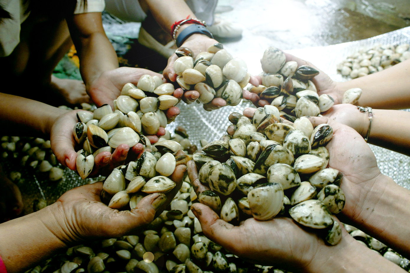 Sinh viên Lào, Campuchia với thành quả của một buổi làm nông dân thu hoạch nghêu. Ảnh: Thanh Tâm Sinh viên Lào, Campuchia với thành quả của một buổi làm nông dân thu hoạch nghêu. Ảnh: Thanh Tâm