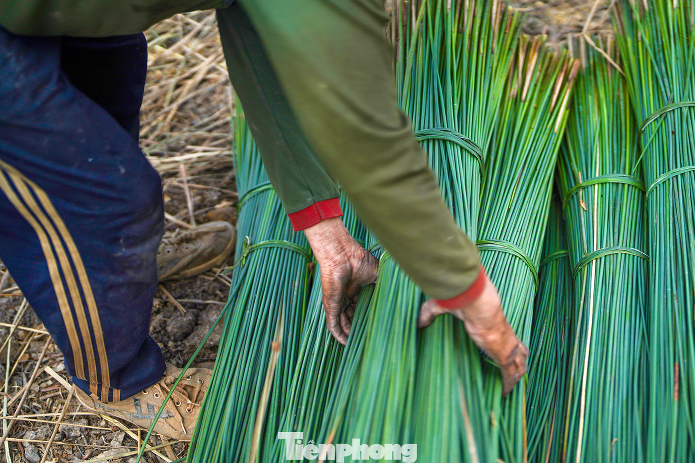 Những năm gần đây, người dân trồng cỏ bàng phấn khởi bởi giá thương lái thu mua tương đối cao. Mỗi năm, người dân thu lãi hàng trăm triệu đồng.