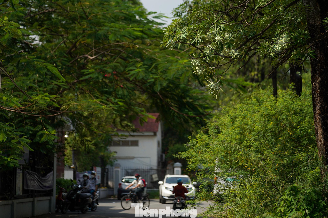 Hoa sữa ở Sài Gòn được trồng khá nhiều nơi. Hình ảnh này được ghi nhận tại hàng hoa sữa trước cổng trường PTTH Nam Sài Gòn (khu đô thị Phú Mỹ Hưng, quận 7, TPHCM).