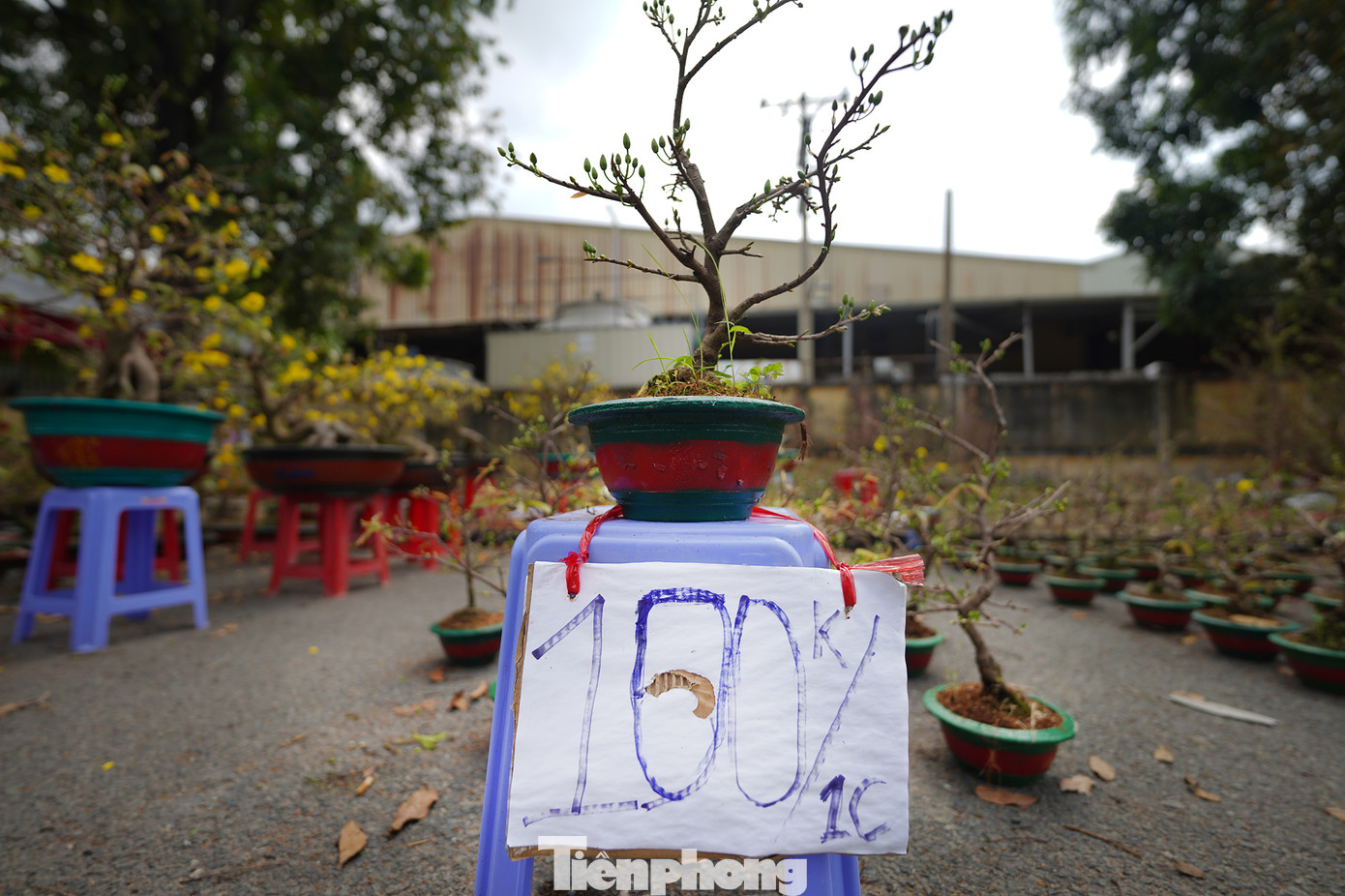 Giá thay đổi liên tục, sửa ngay trên giá cũ khiến người mua hoa cả mắt.