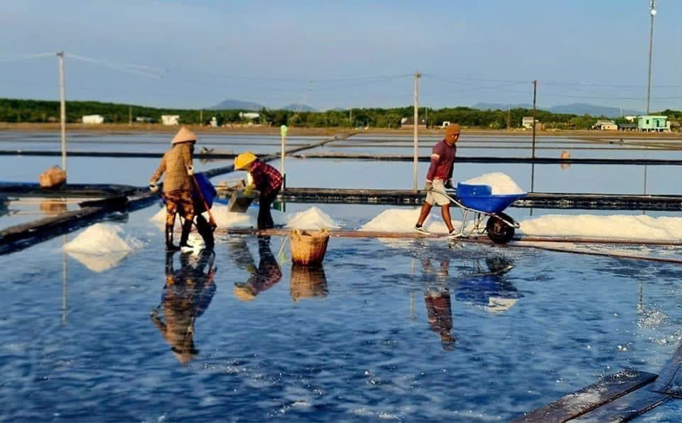 Diêm dân Thiềng Liềng thu hoạch muối.