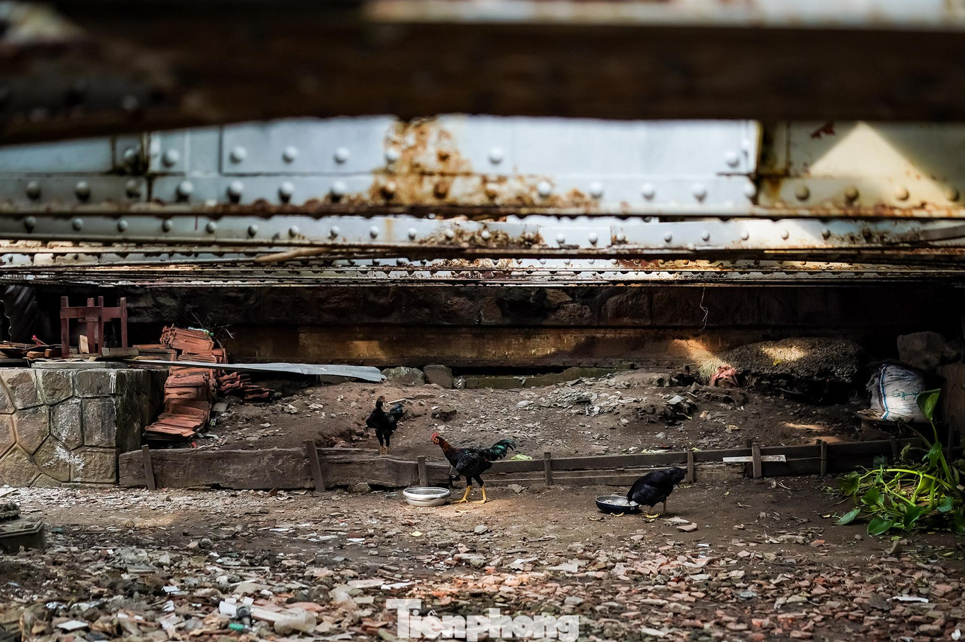 Người dân còn tận dụng gầm cầu làm nơi chăn thả gia cầm.