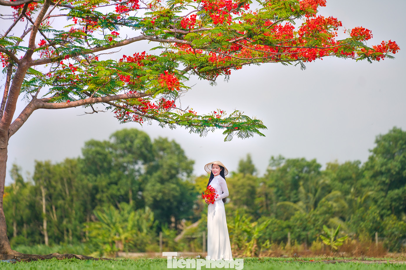 Theo Bà Hương (49 tuổi, chủ nhân của cây phượng), cây được trồng hơn 8 năm. "Những năm trước, cây phượng cho hoa rực rỡ, nhưng không hiểu sao năm nay nó lại nổi tiếng đến vậy. Nhiều người đến đây để chụp ảnh làm cho cánh đồng yên ắng bỗng nhiên nhộn nhịp hơn" - bà Hương nói.