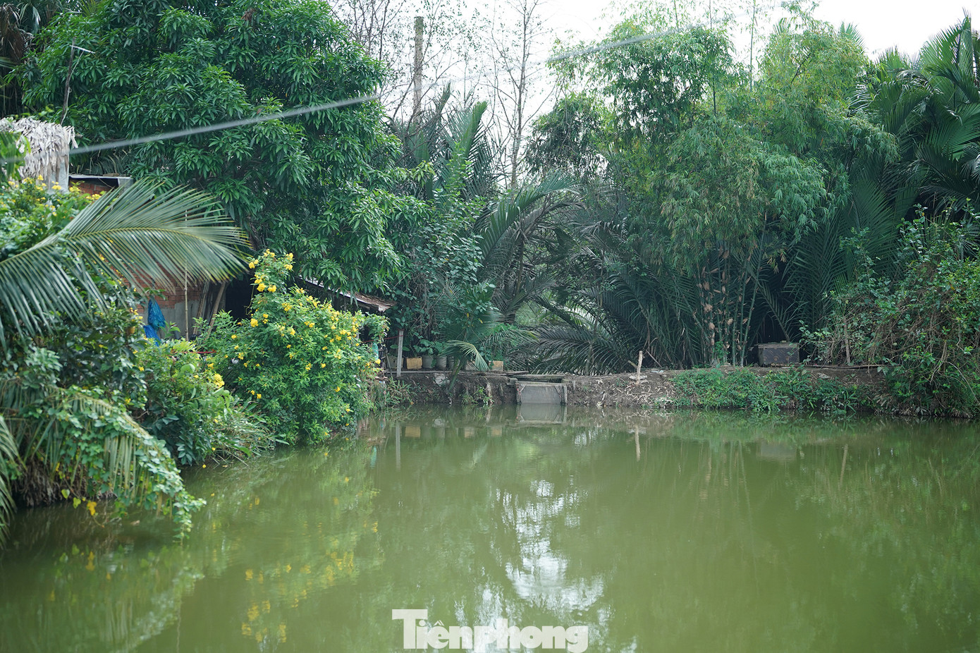 Mấy hôm nay anh V. cũng không mở cống để nước ra vào, chấp nhận biến ao của mình thành ao tù vì sợ cá sẽ chết nhiều thêm. Gia đình anh V. nuôi cá đã nhiều năm nhưng chưa khi nào xảy ra tình trạng này. Khu vực nuôi cá của anh V. nằm bên cạnh sông Rạch Chiếu, đối diện Khu liên hợp Xử lý chất thải Đa Phước. Hiện, anh V. đang đầu tư ao nuôi rộng 2 ha với khoảng 40 tấn cá.