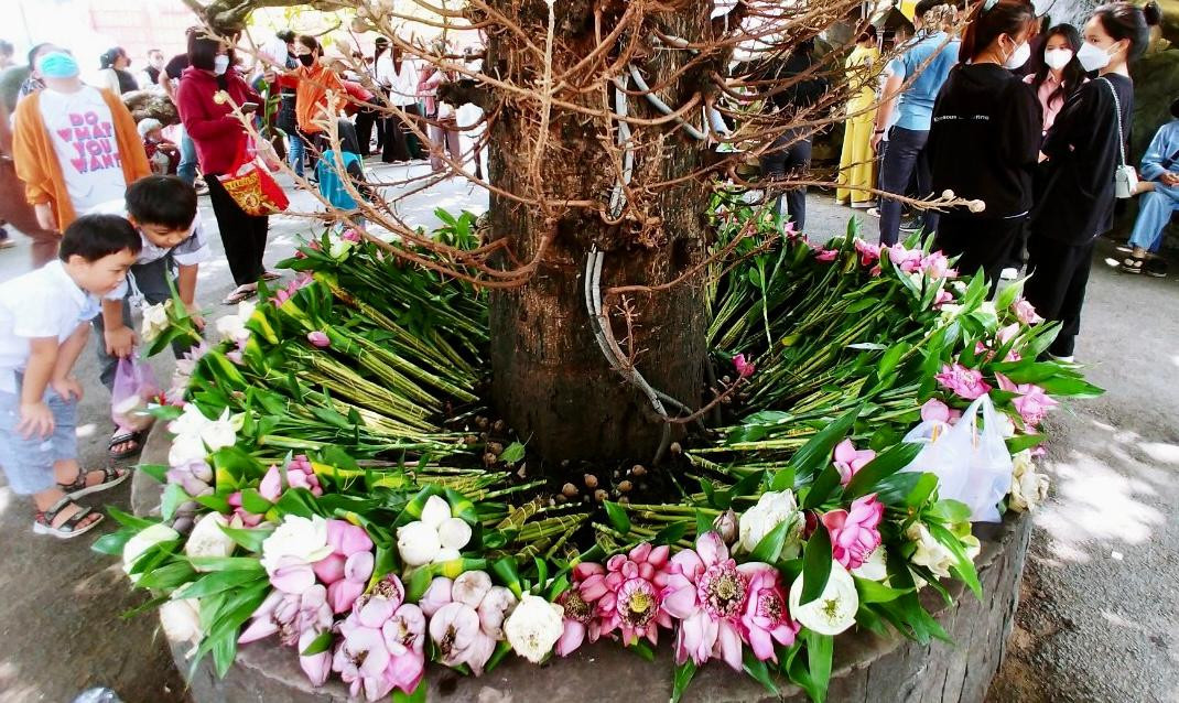 Nhiều Phật tử chọn dâng hoa dưới cội tha la. Nhiều Phật tử chọn dâng hoa dưới cội tha la.
