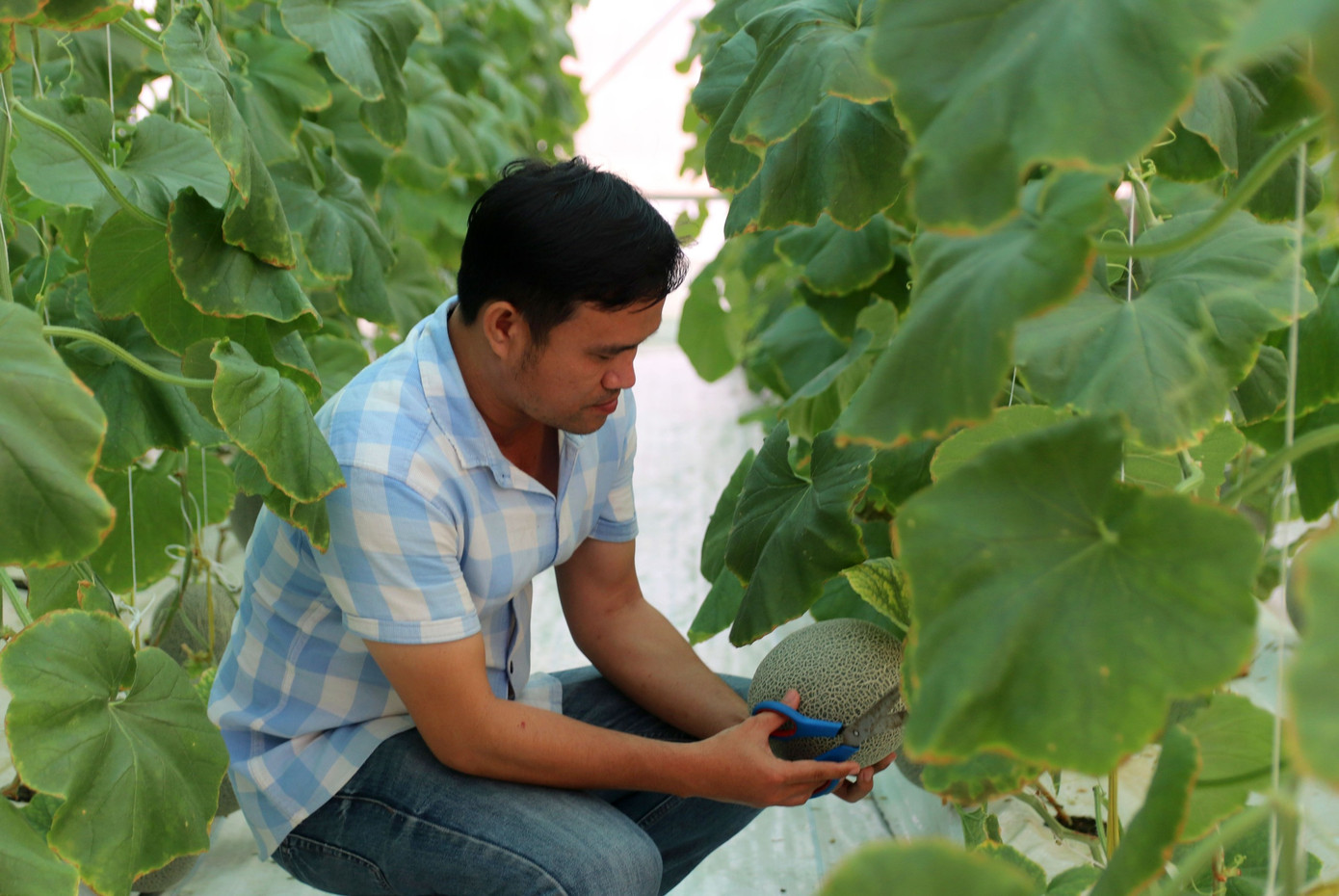 Ông Hứa Thanh Phú tại vườn dưa lưới của mình. Ông Hứa Thanh Phú tại vườn dưa lưới của mình.