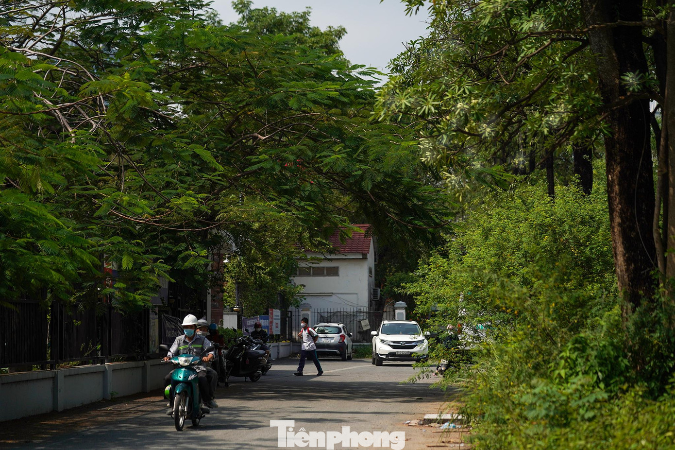 Một đặc tính khác mà khi nhắc đến hoa sữa mà ai cũng có ấn tượng chính là mùi hương khá nồng nếu trồng mật độ dày. Với những ai từng sống ở Hà Nội thì có thể cảm nhận rõ điều này.