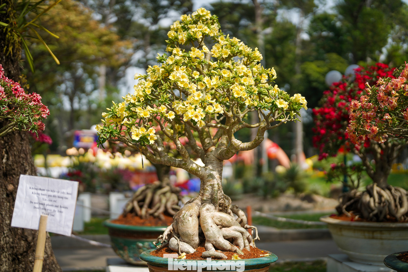 Sứ Hoàng Lan với kiểu hoa và màu vàng lạ mắt. Sứ Hoàng Lan với kiểu hoa và màu vàng lạ mắt.