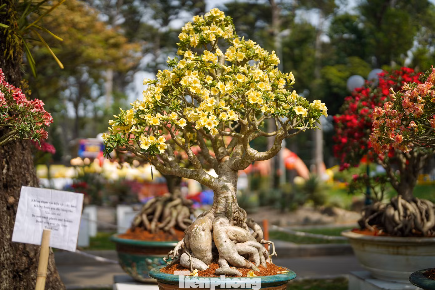 Sứ Hoàng Lan với kiểu hoa và màu vàng lạ mắt. Sứ Hoàng Lan với kiểu hoa và màu vàng lạ mắt.