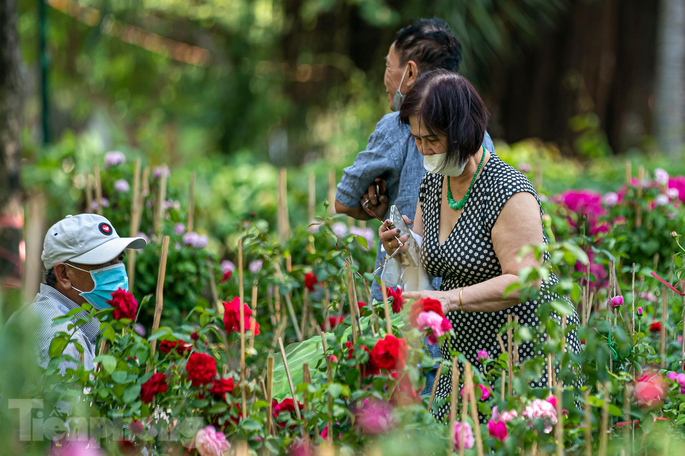 Tại công viên 23/9, người dân đến mua hoa để trưng Tết. Ảnh: Quỳnh Trâm