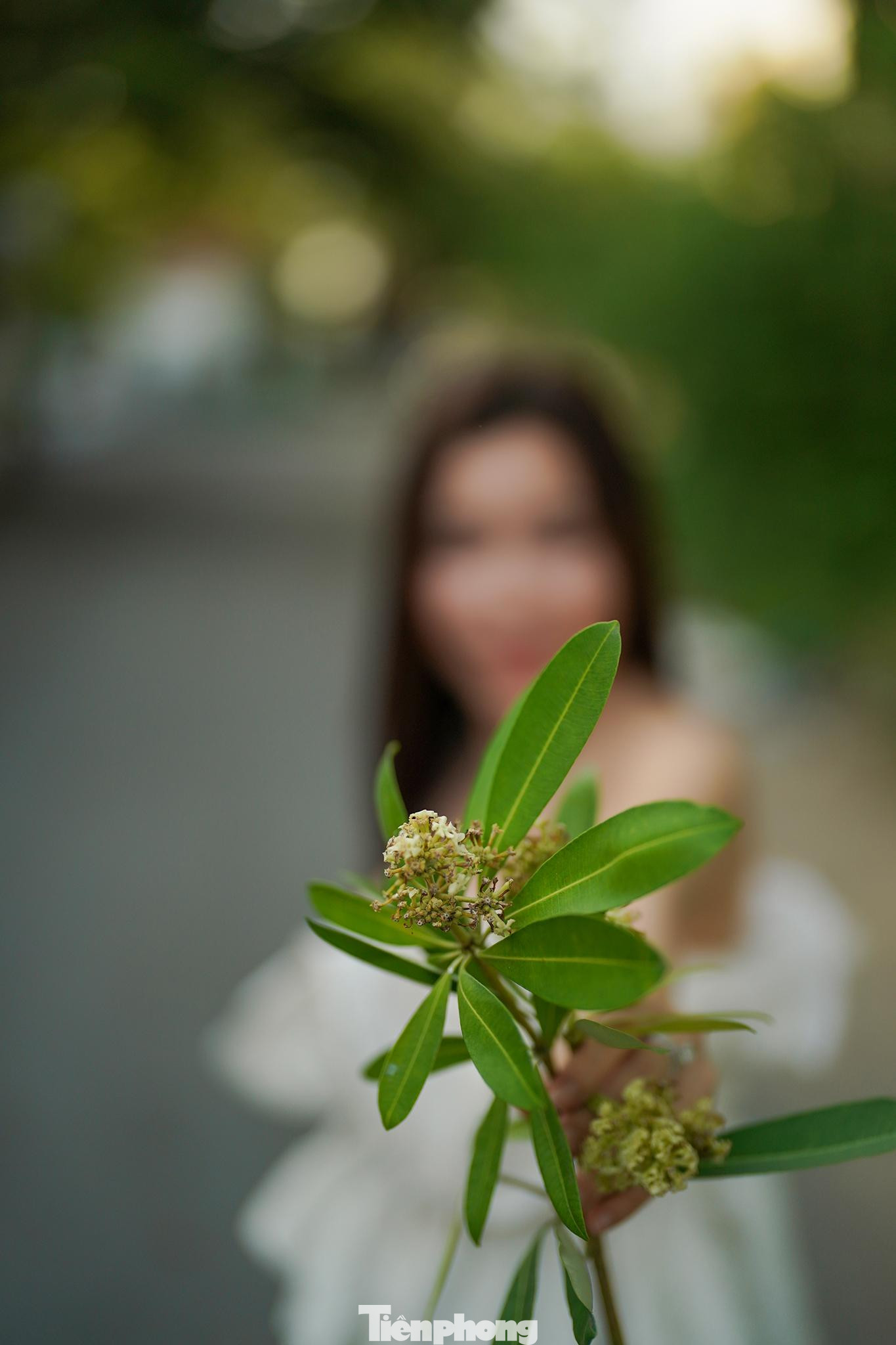 &quot;Hoa sữa có hương thơm thoang thoảng cùng vẻ đẹp mộc mạc đem lại sự quyến rũ, lưu luyến, và tiếc nuối về những câu chuyện thuở nhỏ hay một người bạn, hoặc một khoảnh khắc nào đó gắn liền với những chùm hoa sữa bình dị nhưng lại chứa đựng thật nhiều nỗi nhớ. Chính vì vậy nó đại diện cho sự nhớ nhung, lưu luyến&quot;, một độc giả nữ chia sẻ.