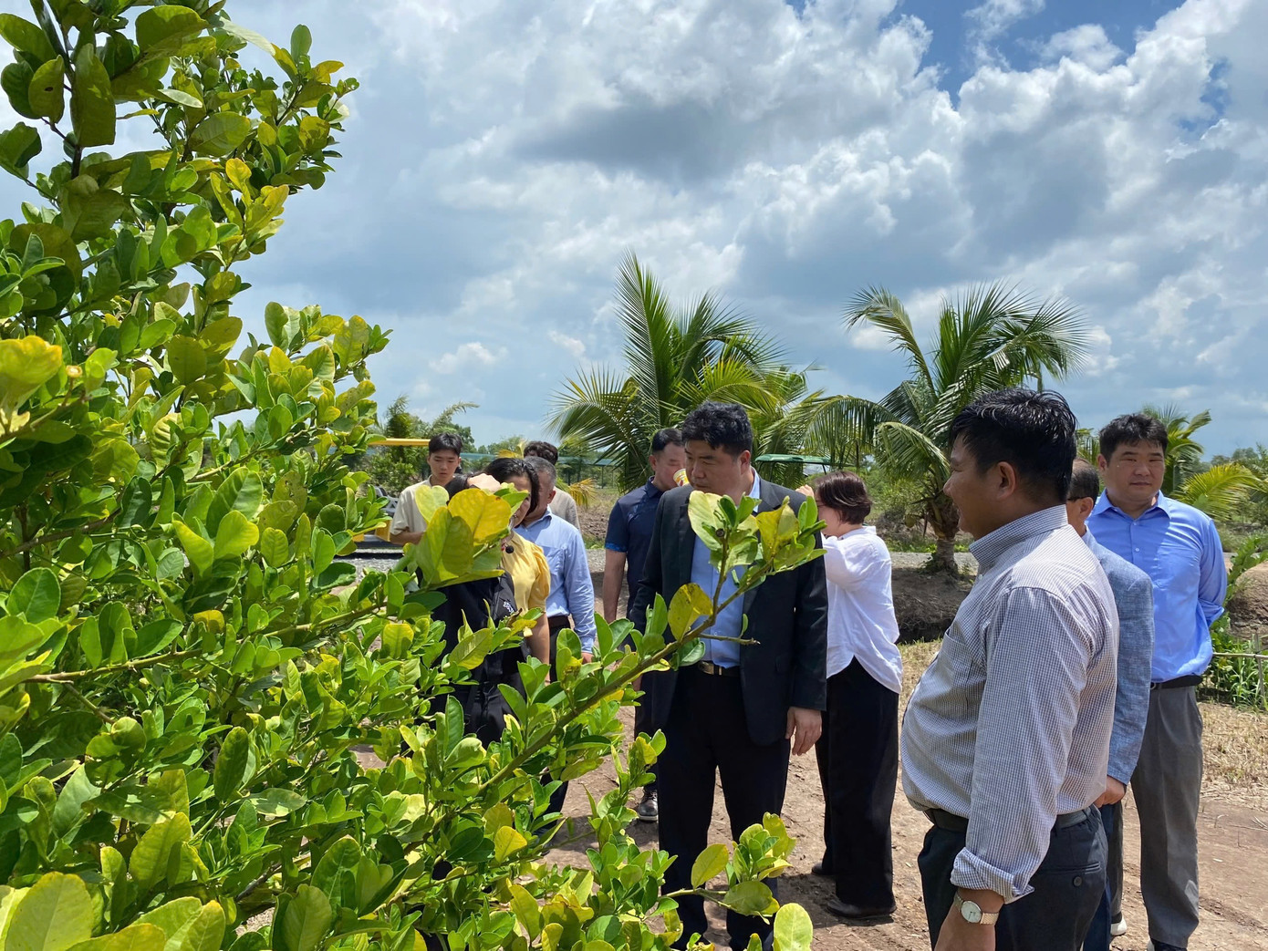 Du khách tìm hiểu vườn chanh ở điểm du lịch sinh thái Chavi Garden. Du khách tìm hiểu vườn chanh ở điểm du lịch sinh thái Chavi Garden.