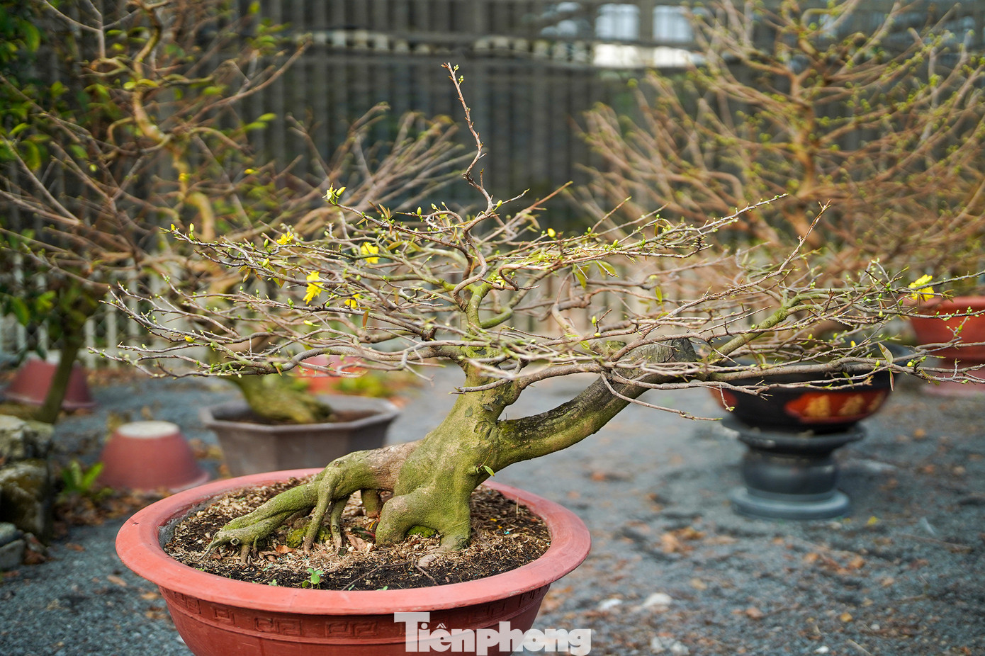 Đối với anh Trọng, nghề chăm cây cũng như chăm con, rất khó khăn, tuy không mấy vất vả nhưng coi sóc không thiếu ngày nào. Đời sống phát triển, nhiều hộ dân có xu hướng chọn mua những cây mai có giá trị cao nên muốn gửi nuôi để giữ dáng cây, sống lâu hoặc mỗi năm tạo dáng thêm đẹp. Đối với anh Trọng, nghề chăm cây cũng như chăm con, rất khó khăn, tuy không mấy vất vả nhưng coi sóc không thiếu ngày nào. Đời sống phát triển, nhiều hộ dân có xu hướng chọn mua những cây mai có giá trị cao nên muốn gửi nuôi để giữ dáng cây, sống lâu hoặc mỗi năm tạo dáng thêm đẹp.