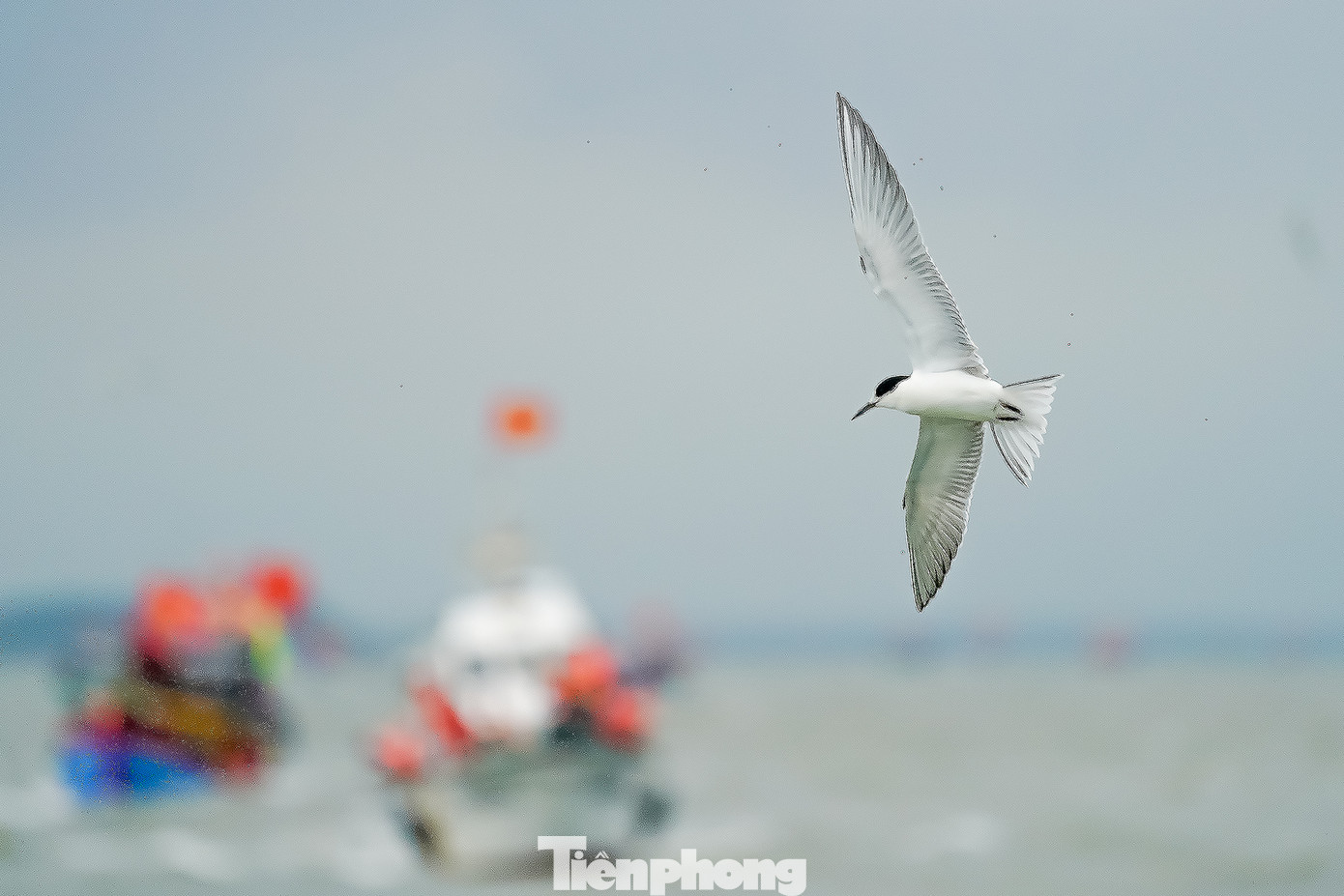 Nhiều ngư dân phấn khởi khi thấy đàn nhạn biển chao liệng quanh ghe nghinh và đây được cho là điềm lành đối với ngư dân. "Không biết vô tình hay hữu ý, thường theo sau ghe nghinh là những đàn cá nhỏ, và những chú nhạn này sẽ lao xuống nước bắt mồi như một kiểu lấy lộc biển", vị tài công ghe Nghinh Ông chia sẻ.