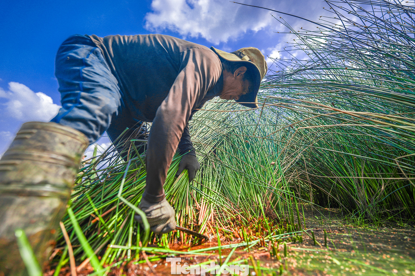 Ông Ngô Văn Đẫm (xã Mỹ Hạnh Bắc, huyện Đức Hòa) cho biết: “ Nghề này từ ông, cha truyền lại cho tôi, trồng riết nên quen, khó bỏ dù nơi đây bây giờ nhà máy xí nghiệp rất nhiều. Vụ này, tôi xuống giống gần 6ha và bắt đầu thu hoạch từ tháng 4 đến nay”.