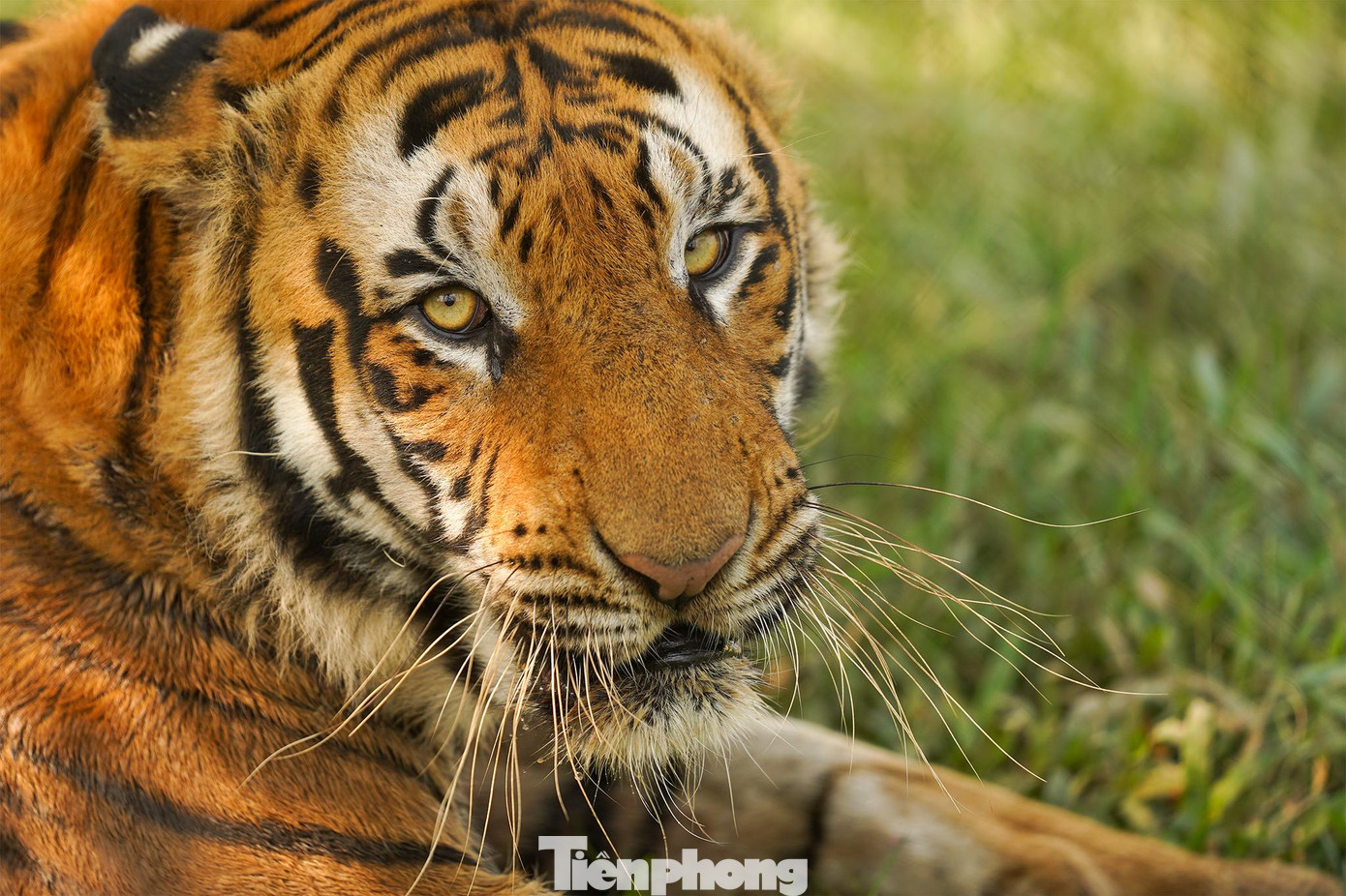 Hổ Bengal thường sống đơn độc, đôi khi đi thành đàn 3-4 con. Cân nặng 180-300 kg. Dài thân khoảng 2,5-3,6m. Lông màu vàng xen kẻ sọc vằn đen sậm. Tại vườn thú, du khách có thể chiêm ngưỡng 2 cá thể hổ Belgan.