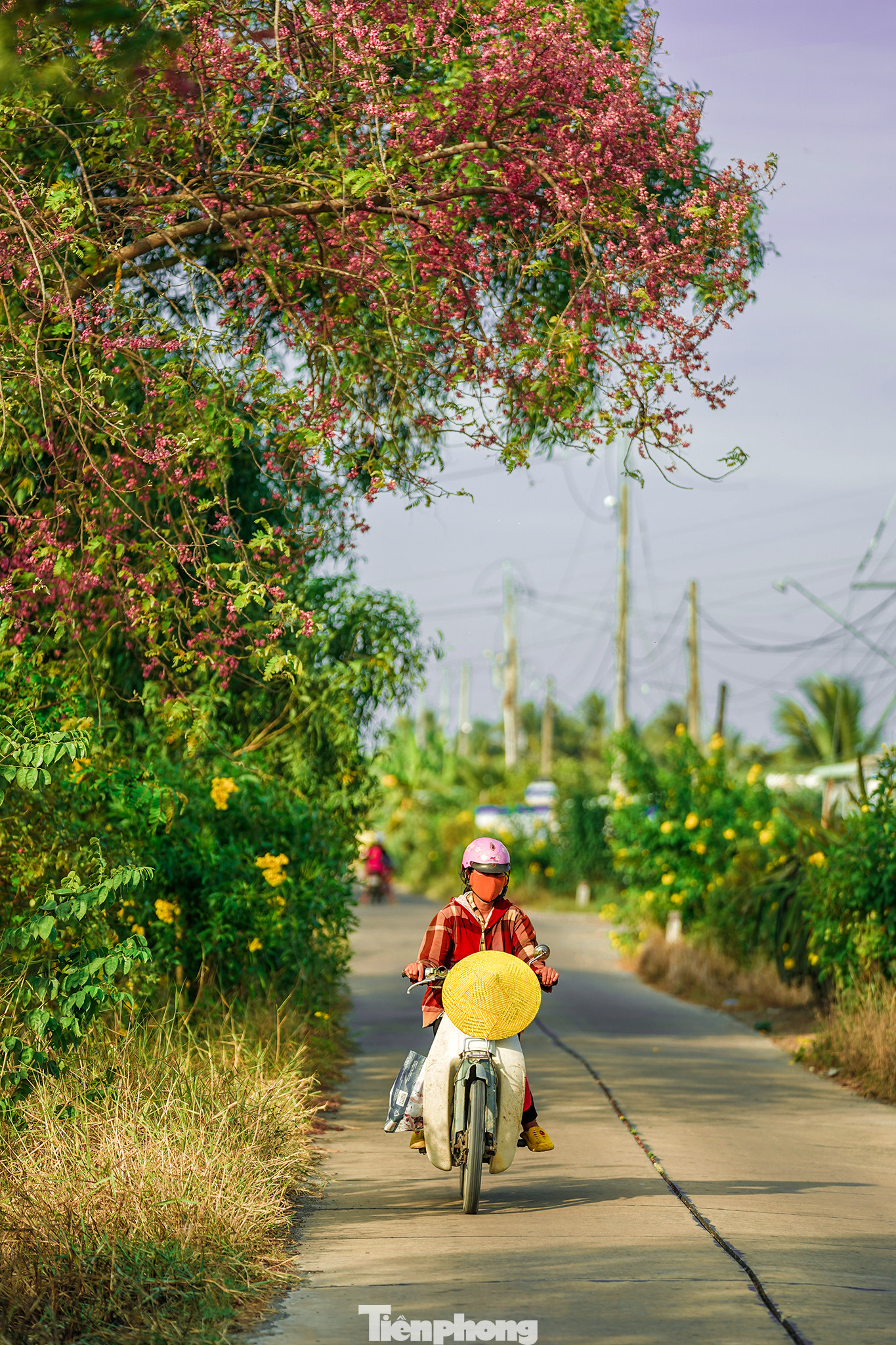 Con đường rợp sắc ô môi.