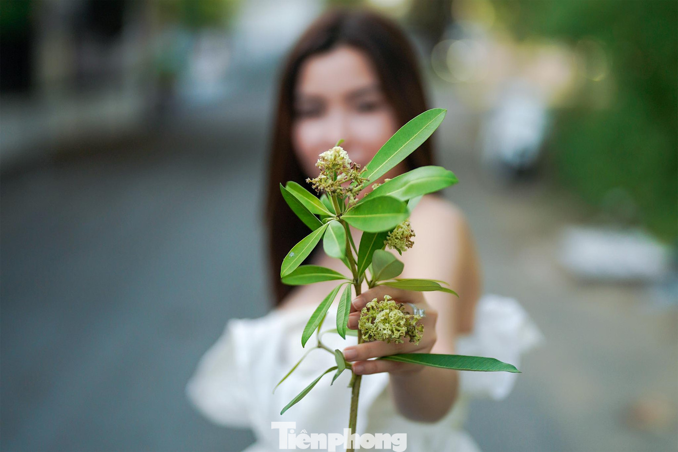 Hoa sữa phải trồng cách nhau tối thiểu là 50m. Nhưng thực tế ở nhiều nơi, người ta trồng với mật độ quá dày, chỉ vài mét lại có một cây. Với mật độ ấy, vào mùa hoa nở, hương sẽ rất nồng nặc.