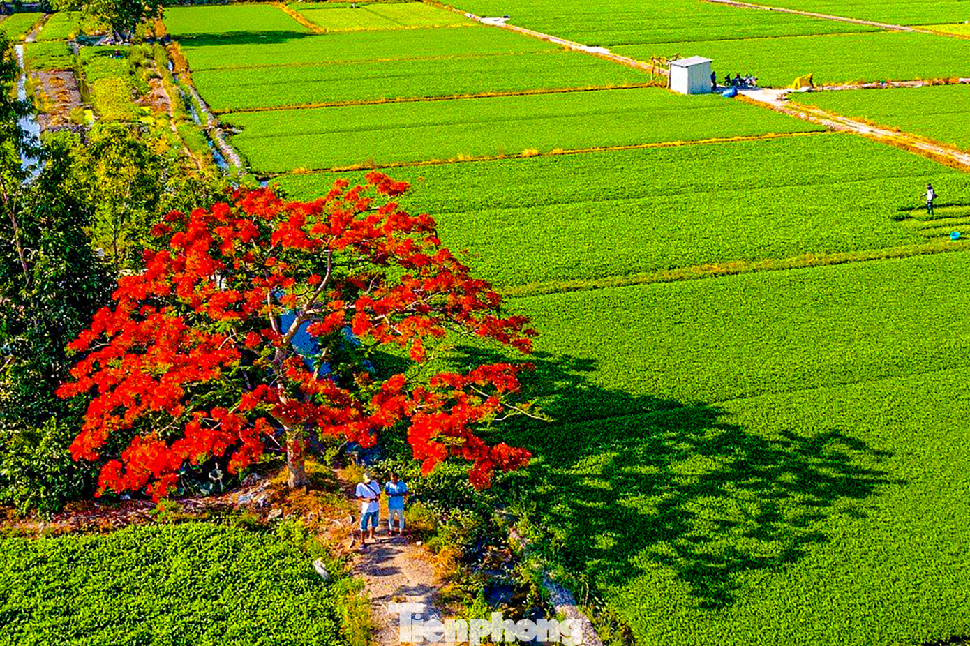 Giữa cánh đồng rau muống xanh ngắt, có một cây phượng nở hỏa đỏ rực. Cây phượng cô đơn này trở thành hiện tượng "sốt xình xịch" trên mạng xã hội những ngày qua, thu hút sự quan tâm của nhiều người, nhất là các bạn trẻ.