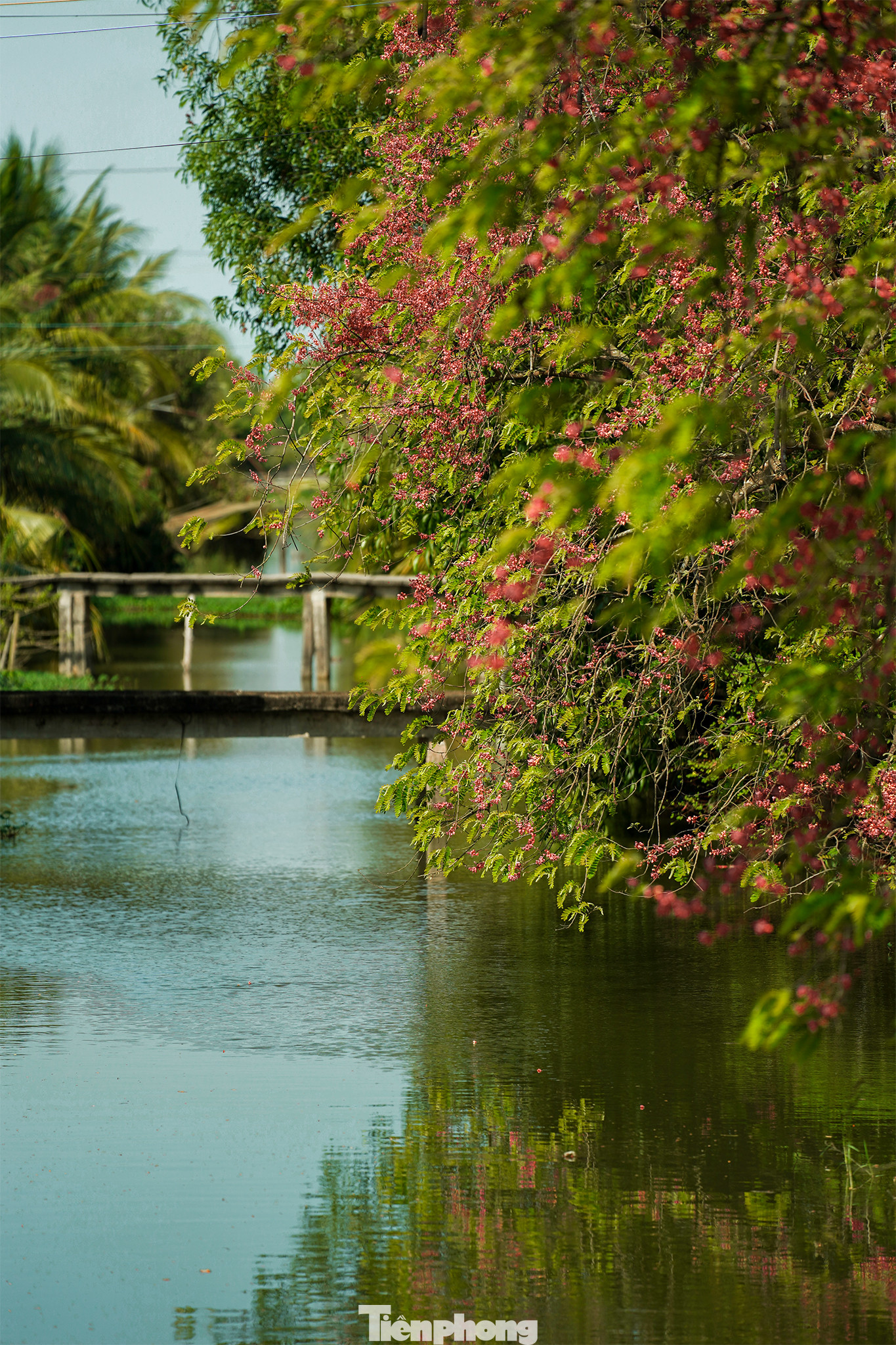 Lá ô môi có thể chữa đau lưng, nhức mỏi, sắc làm nước thuốc dùng rất hiệu quả. Ngoài ra lá ô môi tươi đem giã nát đắp lên những vết lở ngứa, hắc lào có thể chữa khỏi.