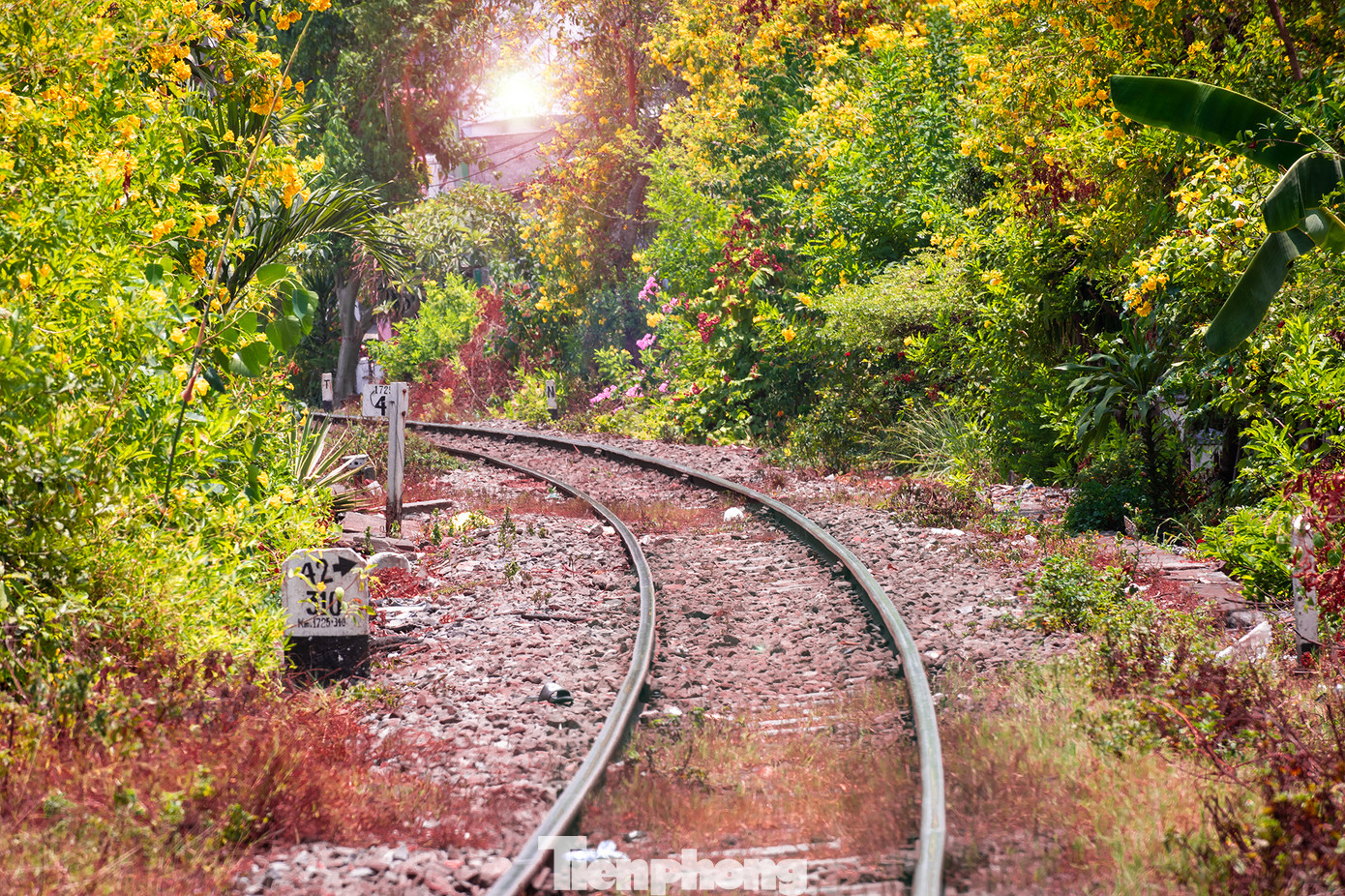 Buổi sáng hửng nắng, khi mặt trời lên dần thì những đoá huỳnh liên cũng bắt đầu bung cành khoe sắt ở một số đoạn đường sắt nội đô TPHCM. Màu vàng tươi tắn của hoa huỳnh liên mang ý nghĩa biểu tượng cho sự may mắn trong cuộc sống. Màu sắc tươi vui, gần gũi, tạo cảm giác thân thuộc bình yên. Hoa huỳnh liên hình chuông vàng nổi bật trên nền lá xanh mát giúp cải thiện không khí, mang lại không gian trong lành.