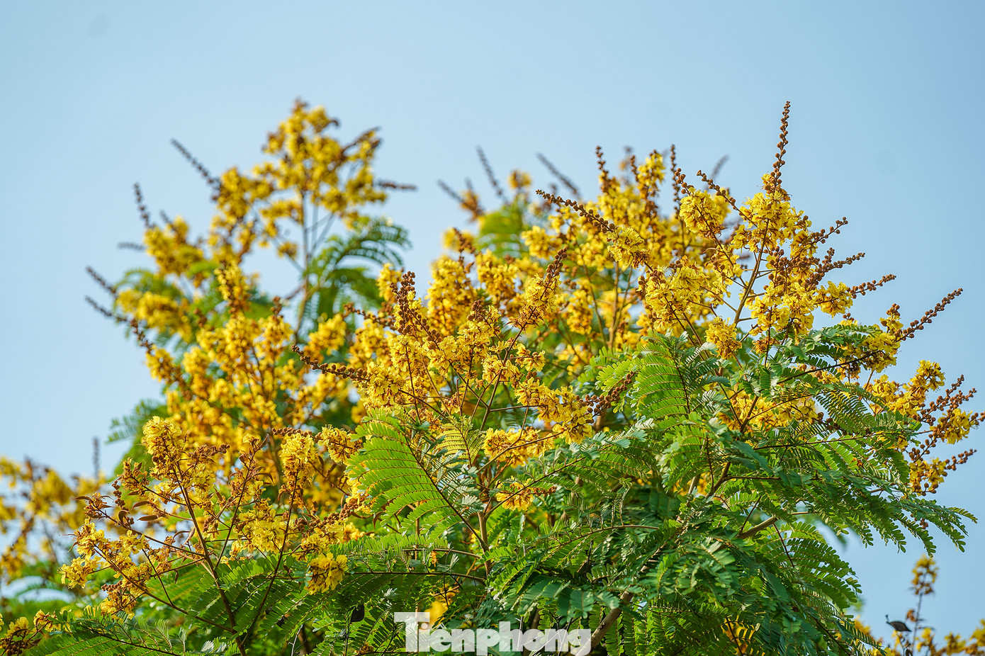 Theo một số tài liệu, hoa của cây điệp vàng có khả năng hỗ trợ điều trị bệnh đau dạ dày với cả những người đã mắc phải bệnh này lâu năm. Chỉ cần cắt cành điệp vàng có đầy đủ lá và hoa, rửa sạch rồi mang đun cùng nước đến khi màu nước ngả vàng. Dùng nước đã nấu được uống thay nước lọc hằng ngày.