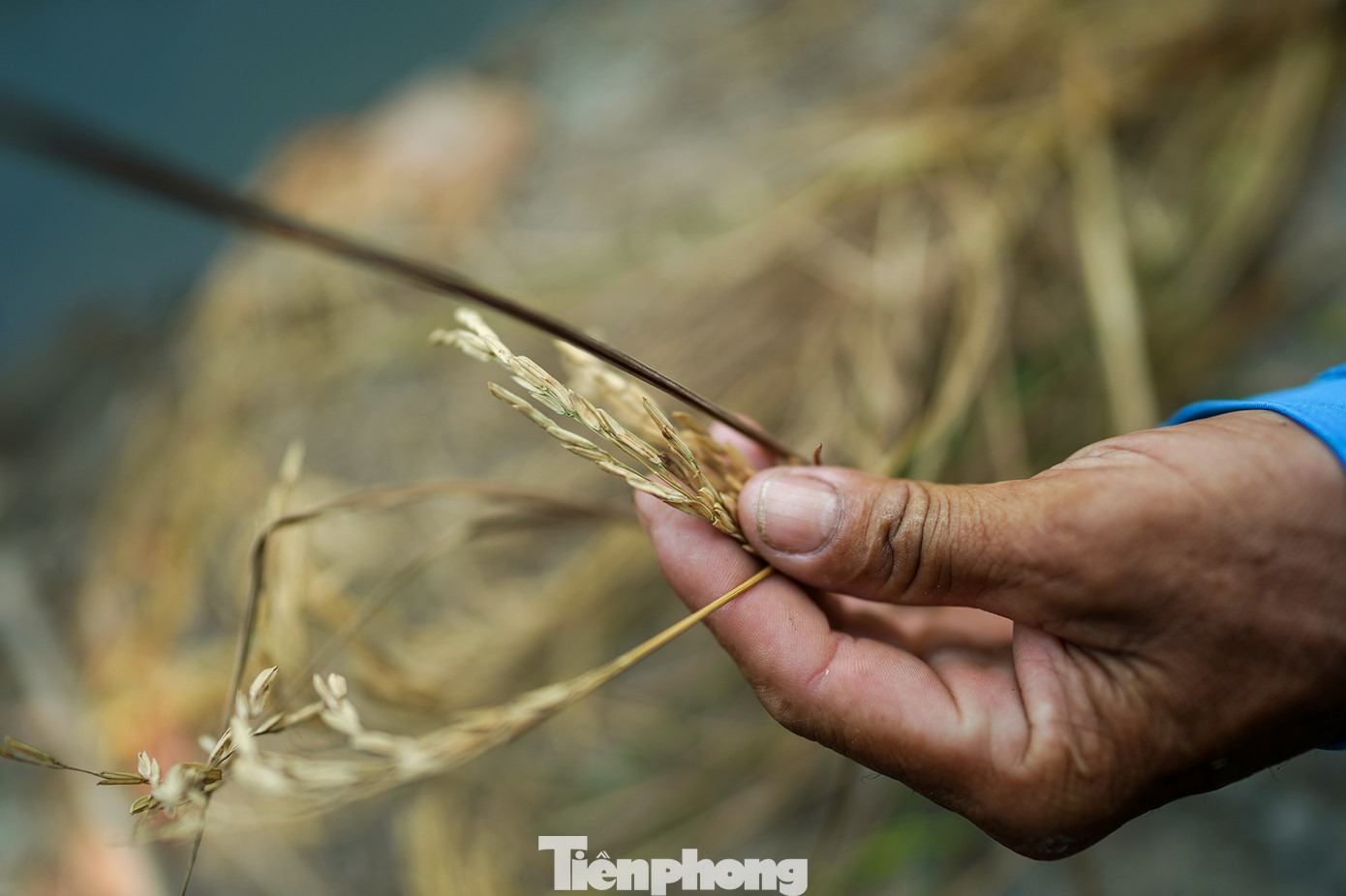 Một người dân bức xúc vì lúa bị lép hạt, vàng úa. UBND xã Tân Lập cũng thông tin việc mời các hộ trồng lúa và nuôi tôm đến giải quyết. Theo đó, các hộ nuôi tôm đồng ý hỗ trợ các hộ trồng lúa phần năng suất chênh lệch. Đồng thời vụ hè thu tới sẽ tiến hành thuê lại đất cày ải, rửa phèn, cải tạo đất. Một người dân bức xúc vì lúa bị lép hạt, vàng úa. UBND xã Tân Lập cũng thông tin việc mời các hộ trồng lúa và nuôi tôm đến giải quyết. Theo đó, các hộ nuôi tôm đồng ý hỗ trợ các hộ trồng lúa phần năng suất chênh lệch. Đồng thời vụ hè thu tới sẽ tiến hành thuê lại đất cày ải, rửa phèn, cải tạo đất.