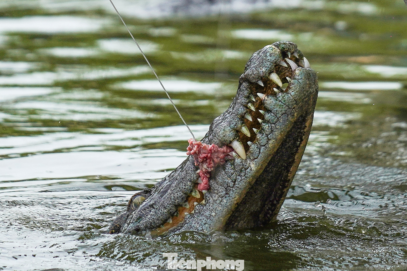 Những con cá sấu há miệng chờ mồi là hình ảnh vừa phấn khích xen lẫn sợ hãi, thu hút nhiều lượt khách trải nghiệm, nhất là vào những dịp lễ, Tết.