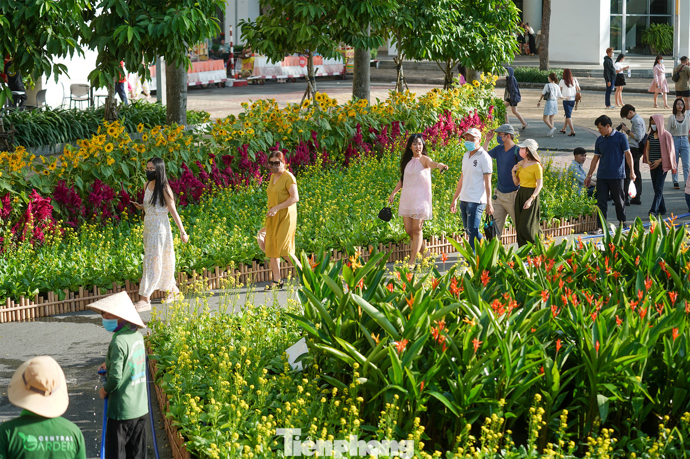Càng về chiều, tuy còn khá nắng nhưng du khách bắt đầu tập trung về đường hoa.