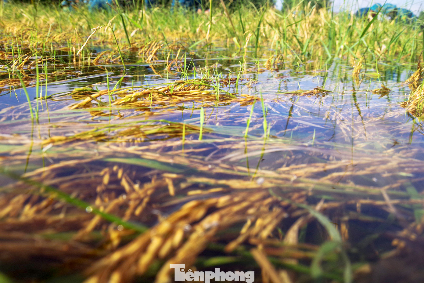 Tại ấp Trà Cú, xã Thuận Bình, 7ha lúa bị ngập sâu trong nước được 88 cán bộ, chiến sĩ dân quân thường trực huấn luyện nâng cao của Bộ CHQS tỉnh Long An đảm nhiệm thu hoạch. Ảnh: Biện Cường