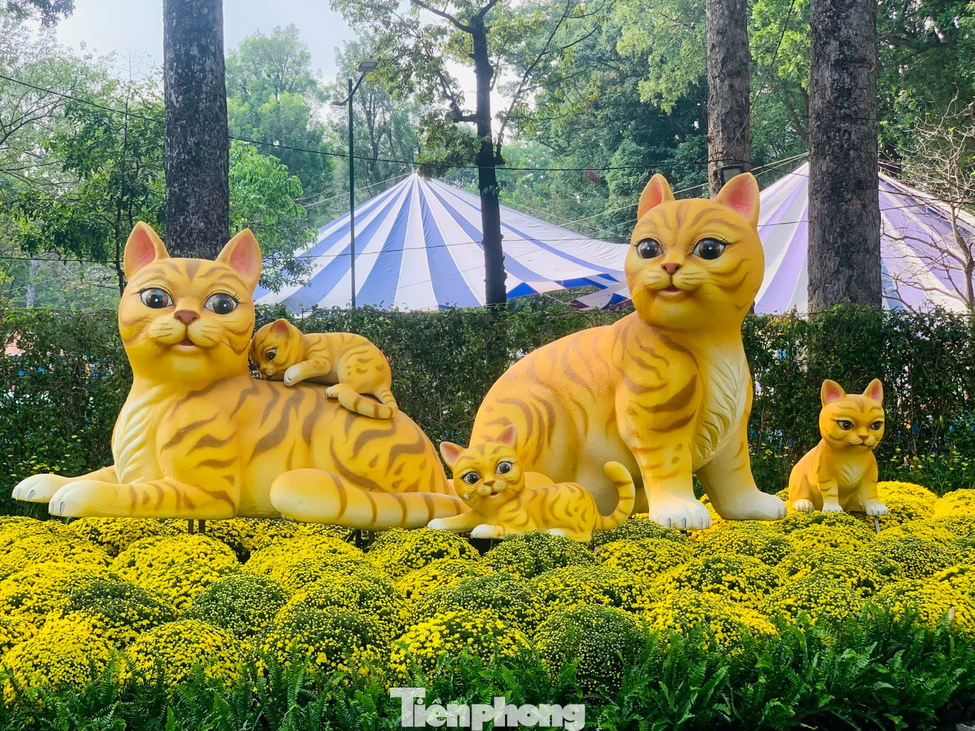 Ghi nhận của phóng viên Tiền Phong, những khu vực cánh đồng hoa, tiểu cảnh hoa cúc, khu trưng bày hoa sứ, hoa lan rừng… luôn thu hút du khách và người dân đến tham quan, chụp ảnh.