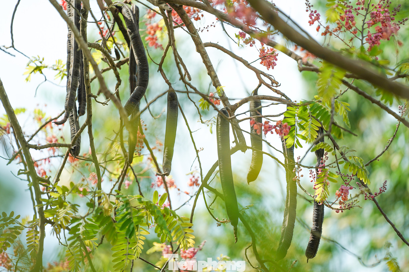 Vẻ yên bình rợp sắc hồng ô môi ở miền quê Long An ảnh 9