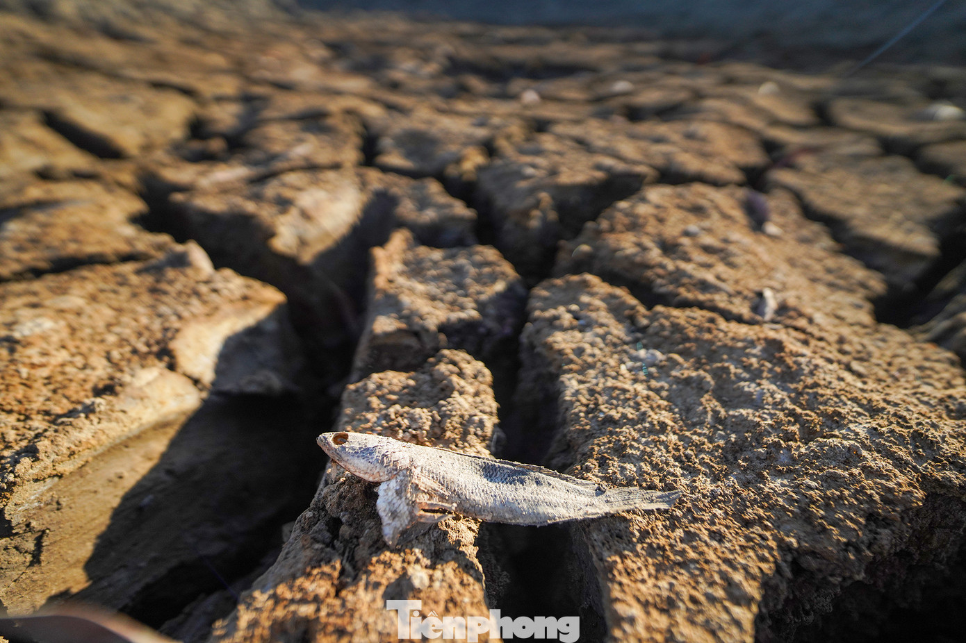 Theo dự báo của Trung tâm Dự báo Khí tượng Thủy văn Quốc gia: Trong khoảng từ ngày 10 - 20/4, dự báo phạm vi ranh mặn 4‰ trên sông Vàm Cỏ Đông, Vàm Cỏ Tây từ 90 -110km. Các đợt xâm nhập mặn tăng cao ở khu vực Nam Bộ có khả năng tập trung trong tháng 4 - 5/2024 (từ 22-28/4 và từ ngày 07 - 11/5). Hình ảnh cá chết khô khiến ai cũng phải rợn người hình dung đến sự khốc liệt của người dân nơi vùng "rốn" hạn mặn. Theo dự báo của Trung tâm Dự báo Khí tượng Thủy văn Quốc gia: Trong khoảng từ ngày 10 - 20/4, dự báo phạm vi ranh mặn 4‰ trên sông Vàm Cỏ Đông, Vàm Cỏ Tây từ 90 -110km. Các đợt xâm nhập mặn tăng cao ở khu vực Nam Bộ có khả năng tập trung trong tháng 4 - 5/2024 (từ 22-28/4 và từ ngày 07 - 11/5). Hình ảnh cá chết khô khiến ai cũng phải rợn người hình dung đến sự khốc liệt của người dân nơi vùng "rốn" hạn mặn.