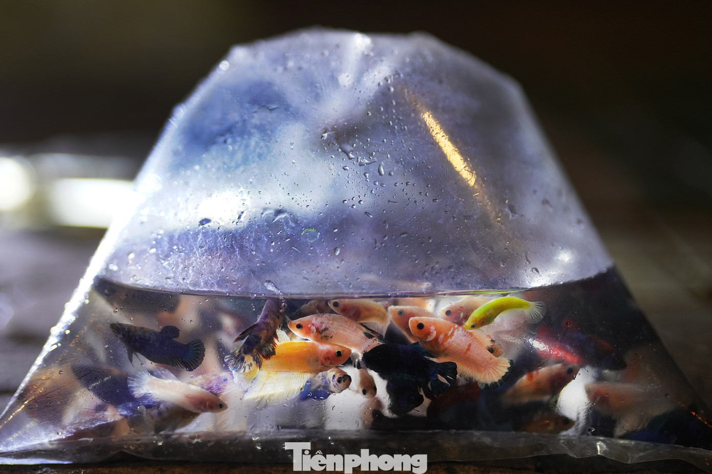 Ông Năm, một người bán cá cho biết, 20 năm nay, ngày nào ông cũng chạy xe máy đến khu chợ mua cá về bán lại cho khách. “Tôi đi từ 1 đến khoảng 2 giờ sáng. Lúc này, đã có một số người bắt đầu phân loại, cân, bơm ô xy và chia cá thành nhiều túi nhỏ để bán”, ông Năm cho biết thêm.