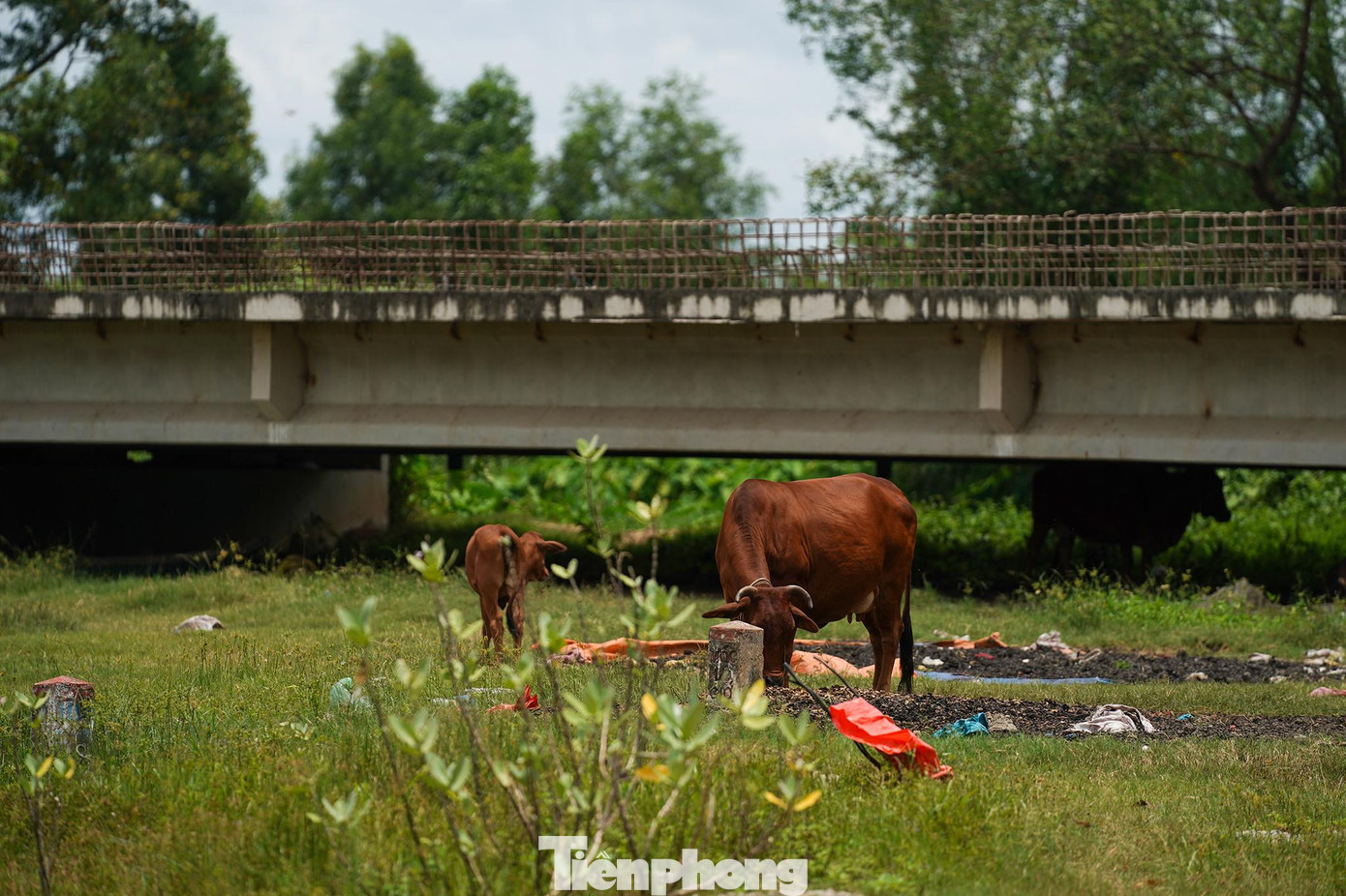 Công trường biến thành nơi chăn thả gia súc. Công trường biến thành nơi chăn thả gia súc.