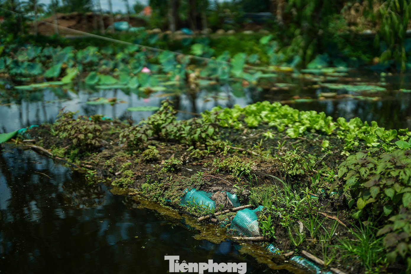 Mô hình không chỉ tạo ra những sản phẩm an toàn mà còn giúp bảo vệ môi trường, hệ sinh thái. “Việc trồng trên bè nổi giúp cách ly được khoảng 80% các loại sâu, bệnh và côn trùng gây hại, bảo đảm chất lượng rau sạch:, ông Đắc nói, đồng thời cho biết, hiện các sản phẩm rau trồng trên bè được bán tại địa phương và hệ thống Siêu thị Nam An. Ngoài ra, anh cũng cung cấp sản phẩm theo đơn đặt hàng của các đơn vị ở xa. Mô hình không chỉ tạo ra những sản phẩm an toàn mà còn giúp bảo vệ môi trường, hệ sinh thái. “Việc trồng trên bè nổi giúp cách ly được khoảng 80% các loại sâu, bệnh và côn trùng gây hại, bảo đảm chất lượng rau sạch:, ông Đắc nói, đồng thời cho biết, hiện các sản phẩm rau trồng trên bè được bán tại địa phương và hệ thống Siêu thị Nam An. Ngoài ra, anh cũng cung cấp sản phẩm theo đơn đặt hàng của các đơn vị ở xa.