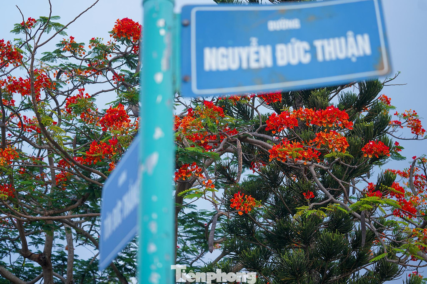 Phượng bung nở rực dọc đường chạy Tôn Đức Thắng - Nguyễn Đức Thuận. Phượng bung nở rực dọc đường chạy Tôn Đức Thắng - Nguyễn Đức Thuận.