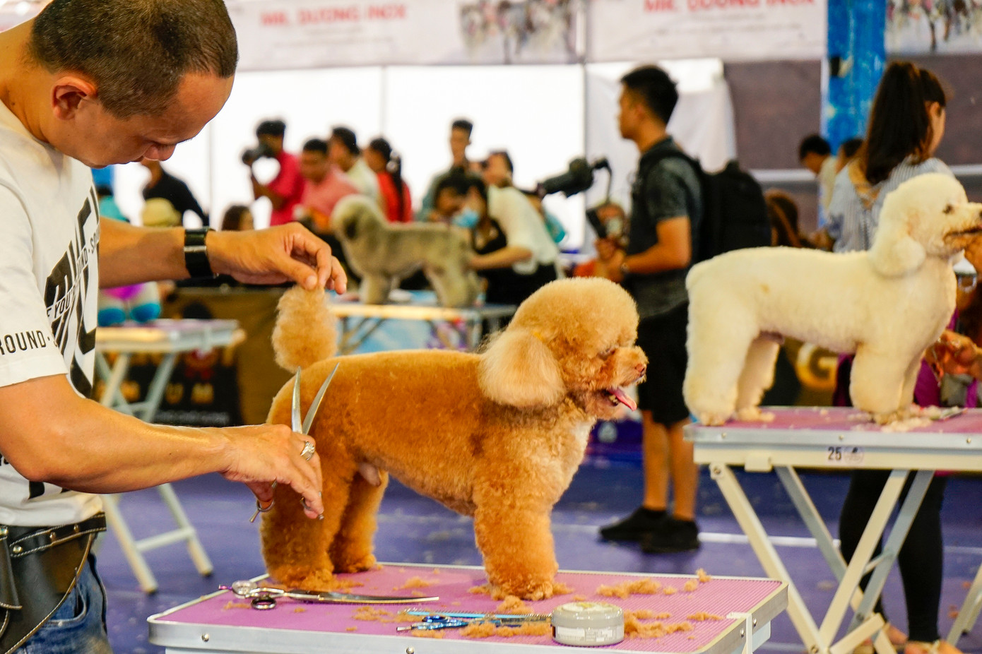 Dự kiến hoạt động biểu diễn spa cho thú cưng sẽ thu hút khán giả đến cổ vũ cho các đội thi. Dự kiến hoạt động biểu diễn spa cho thú cưng sẽ thu hút khán giả đến cổ vũ cho các đội thi.