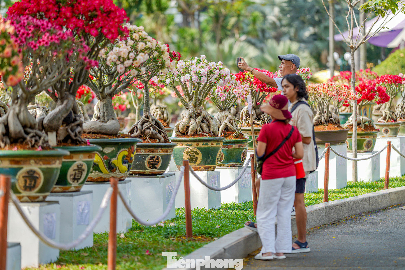 Khu vực trưng bày hoa sứ năm nay đặc biệt thu hút du khách vì có nhiều giống hoa lạ được lai tạo. Khu vực trưng bày hoa sứ năm nay đặc biệt thu hút du khách vì có nhiều giống hoa lạ được lai tạo.