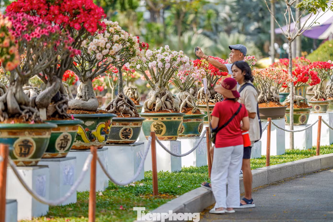 Khu vực trưng bày hoa sứ năm nay đặc biệt thu hút du khách vì có nhiều giống hoa lạ được lai tạo. Khu vực trưng bày hoa sứ năm nay đặc biệt thu hút du khách vì có nhiều giống hoa lạ được lai tạo.