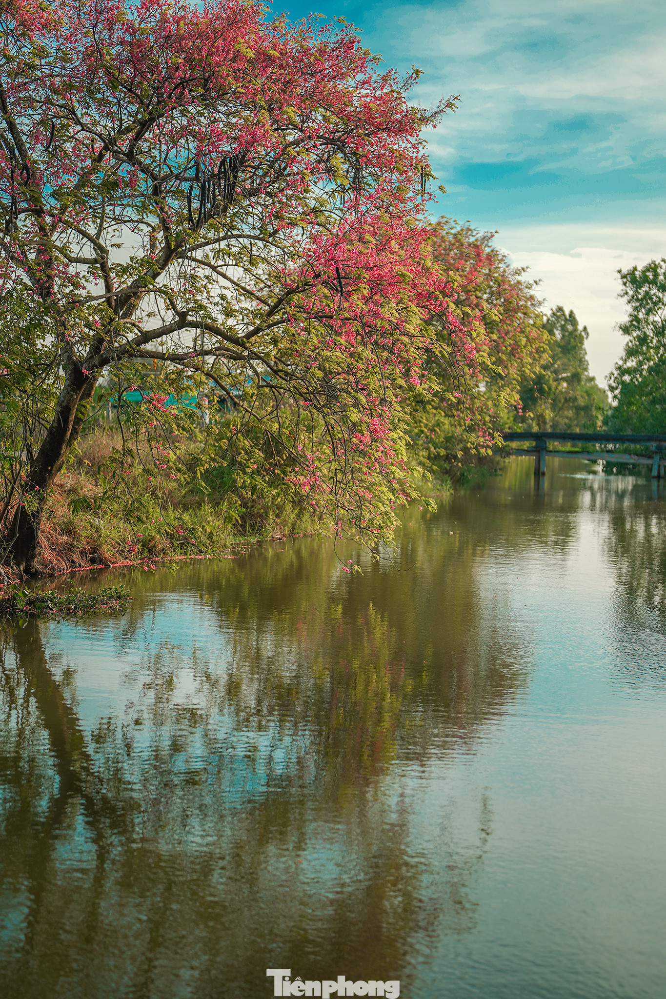 Từ thị trấn Tầm Vu (huyện Châu Thành) đi vài, ba km, đến cầu 30/4 quẹo phải vào con đường dọc bờ kênh sẽ bắt gặp màu hồng rực rỡ của hoa ô môi.